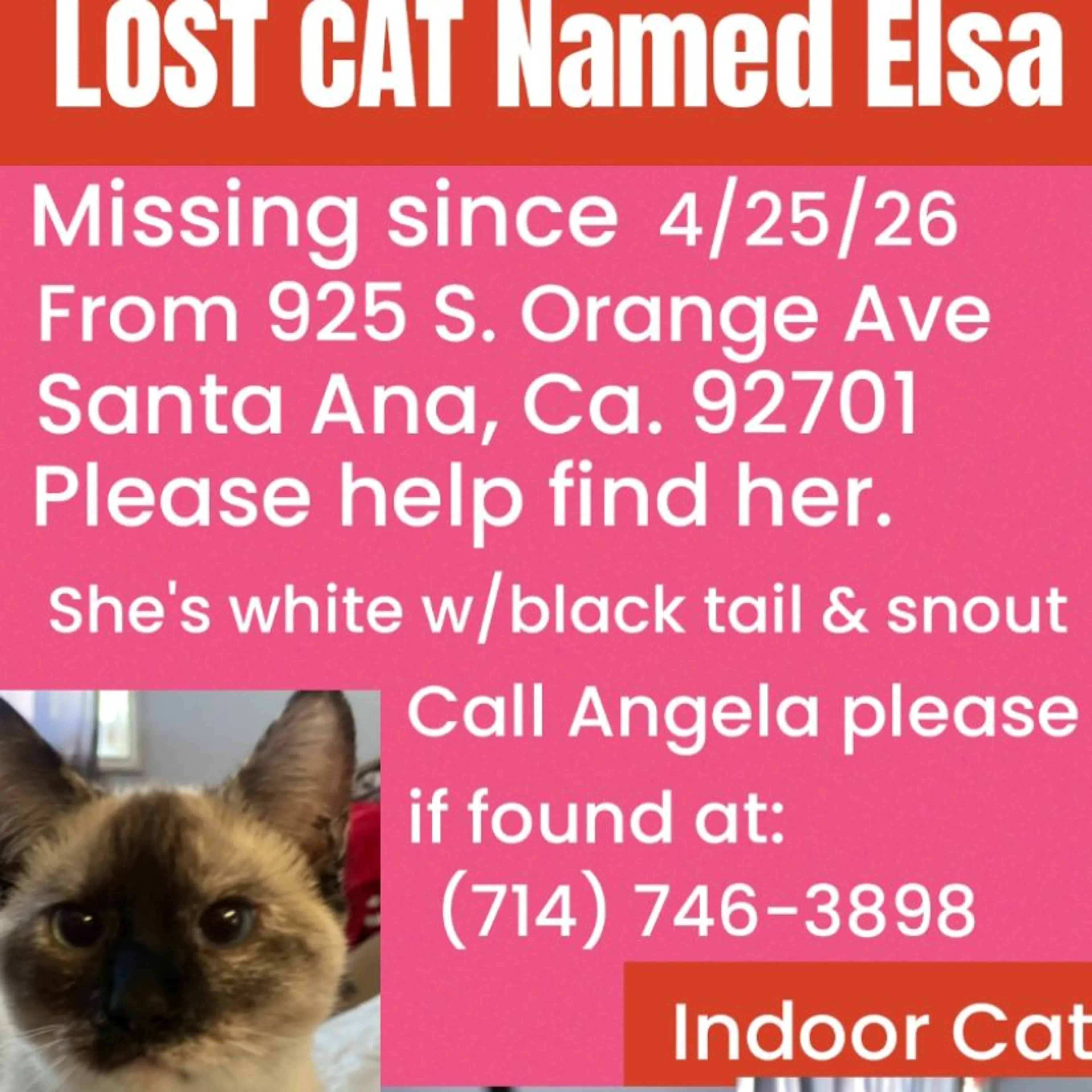 Lost pet
