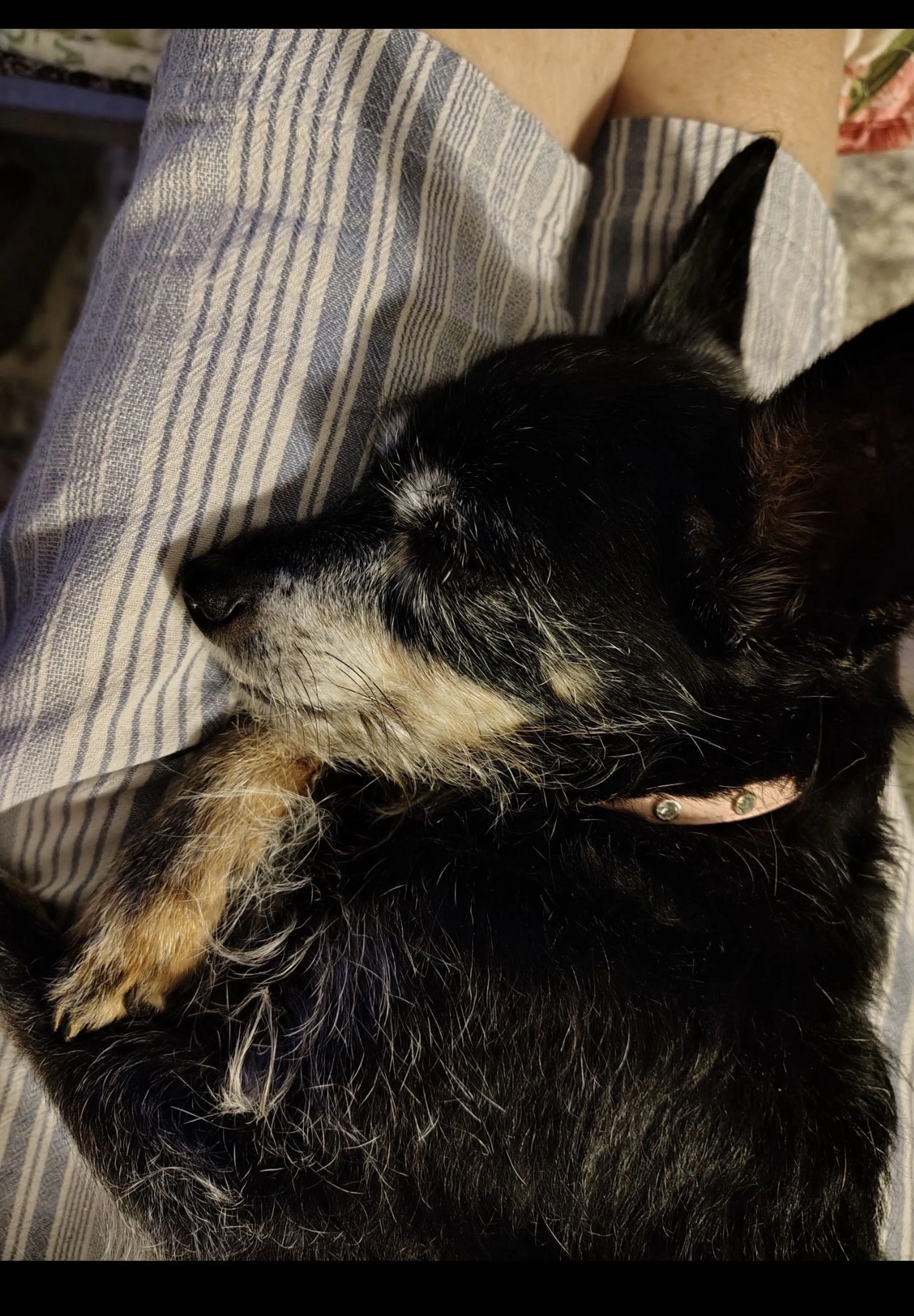 Lost pet