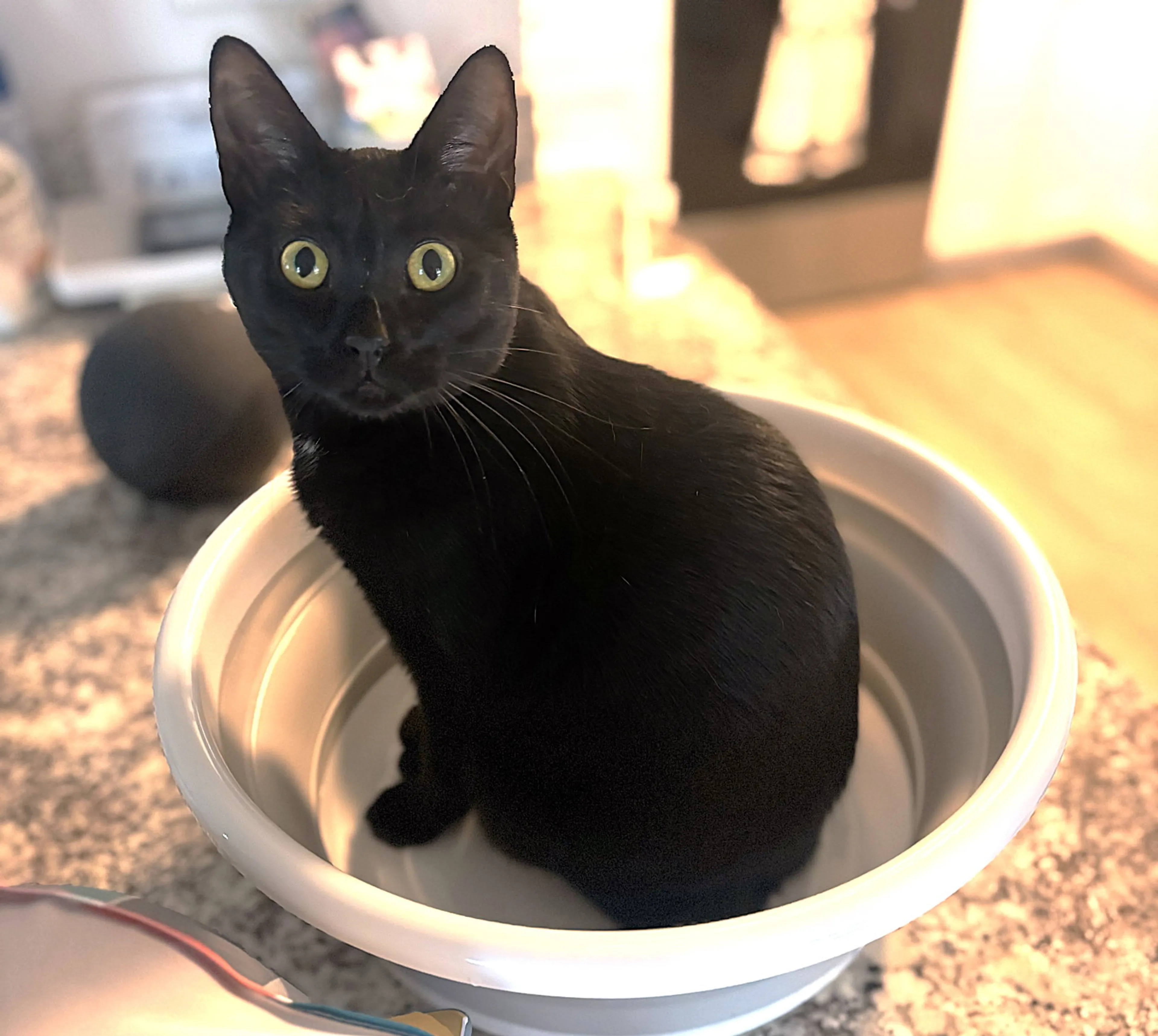 Found pet