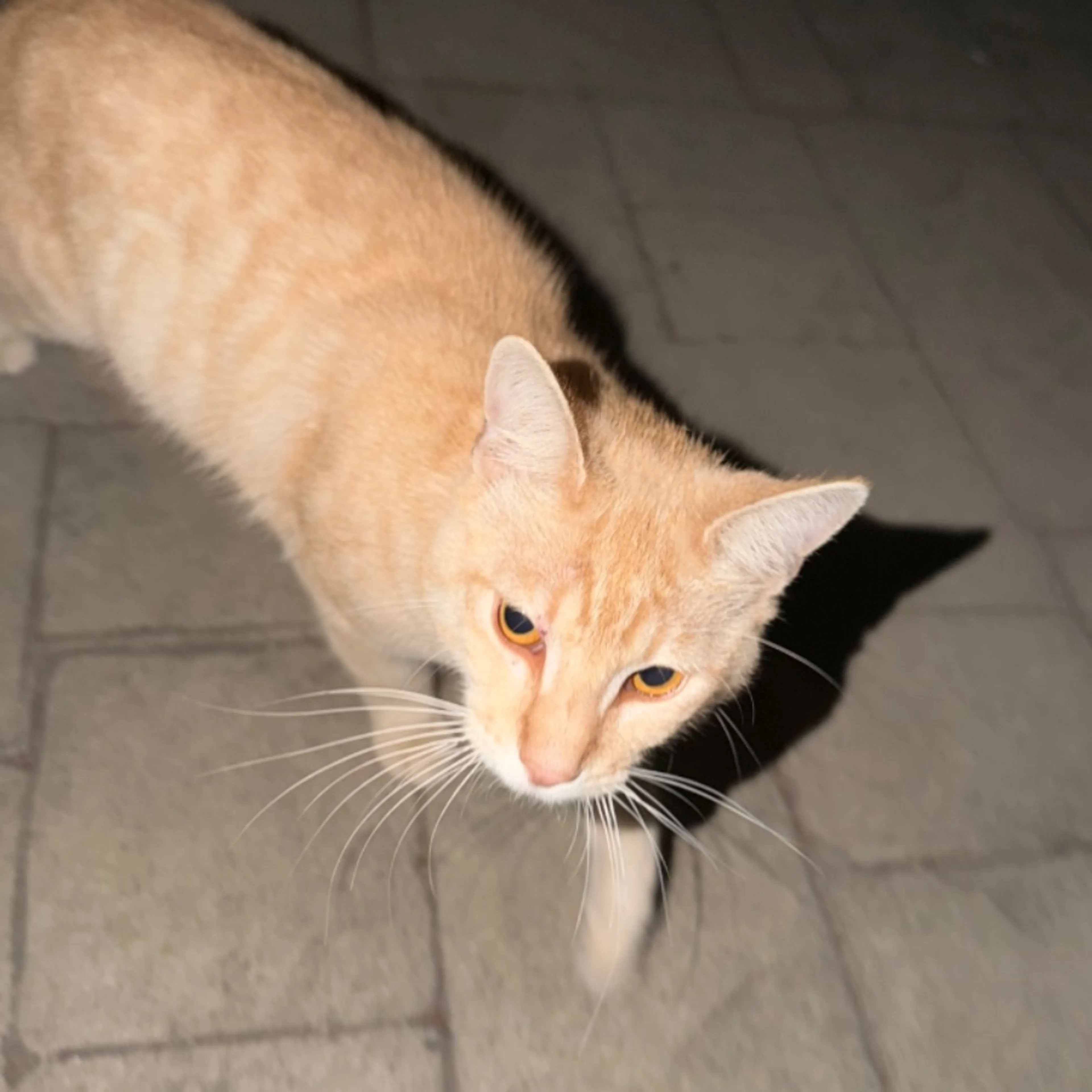 Found pet