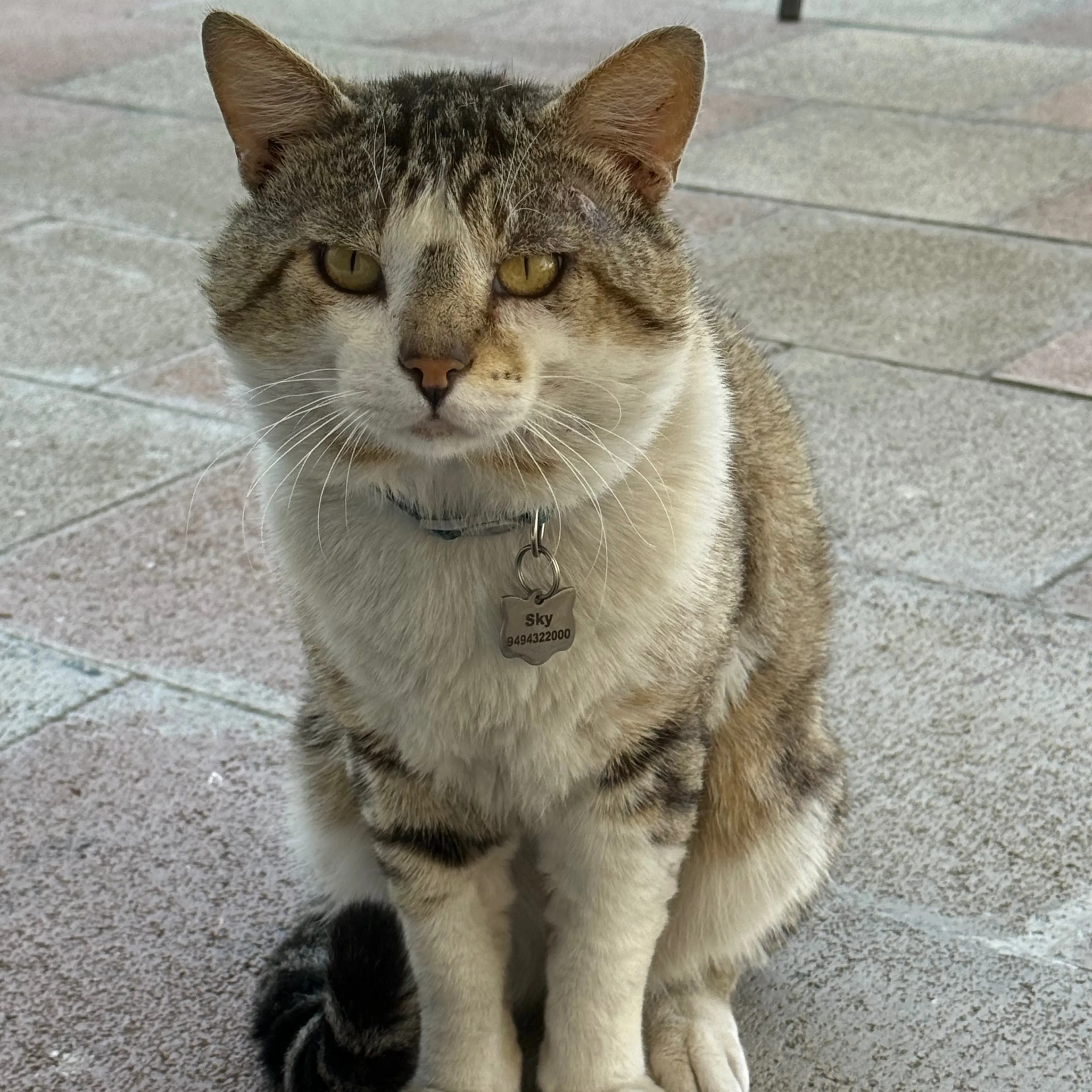 Lost pet