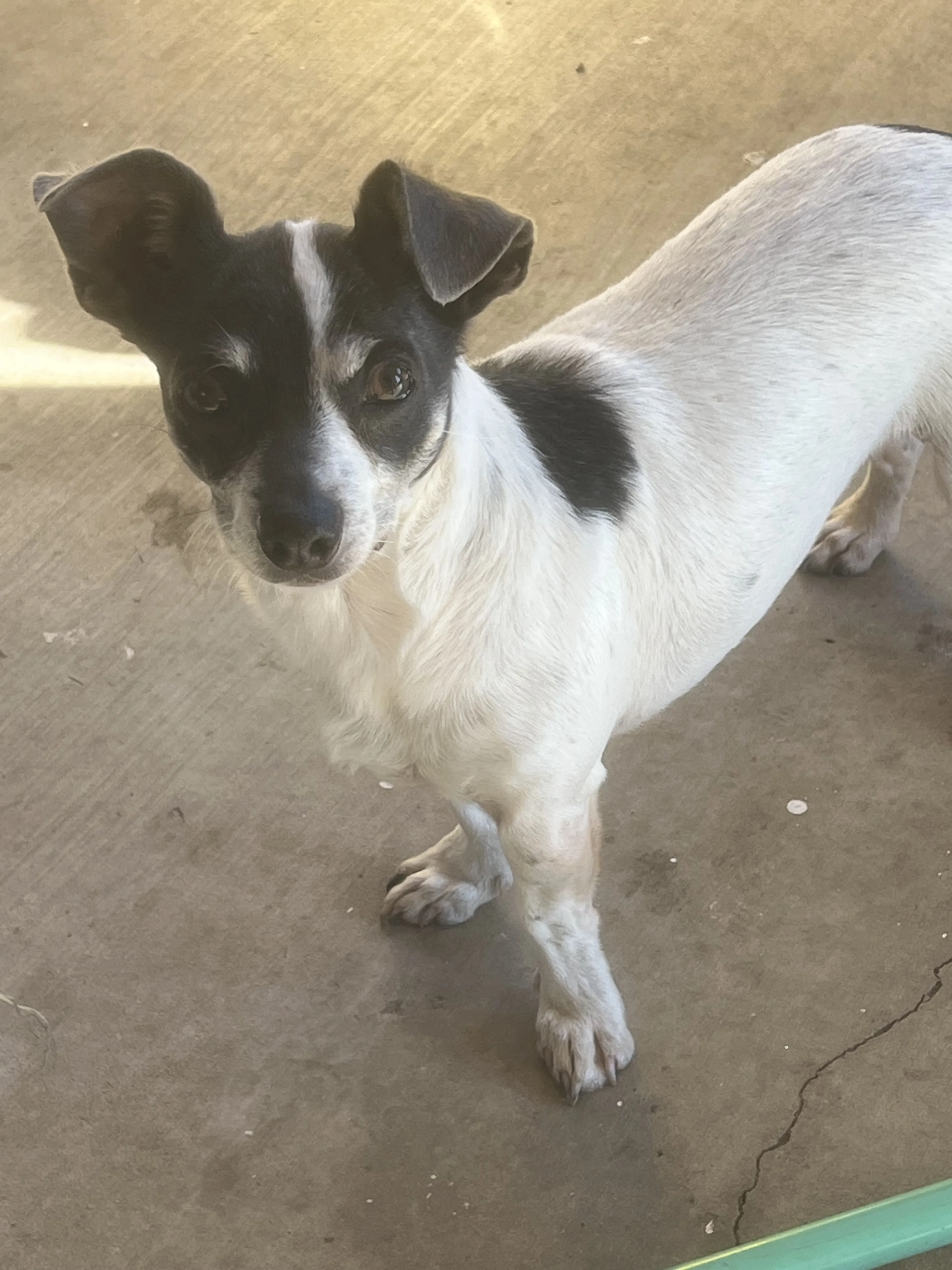 Lost pet
