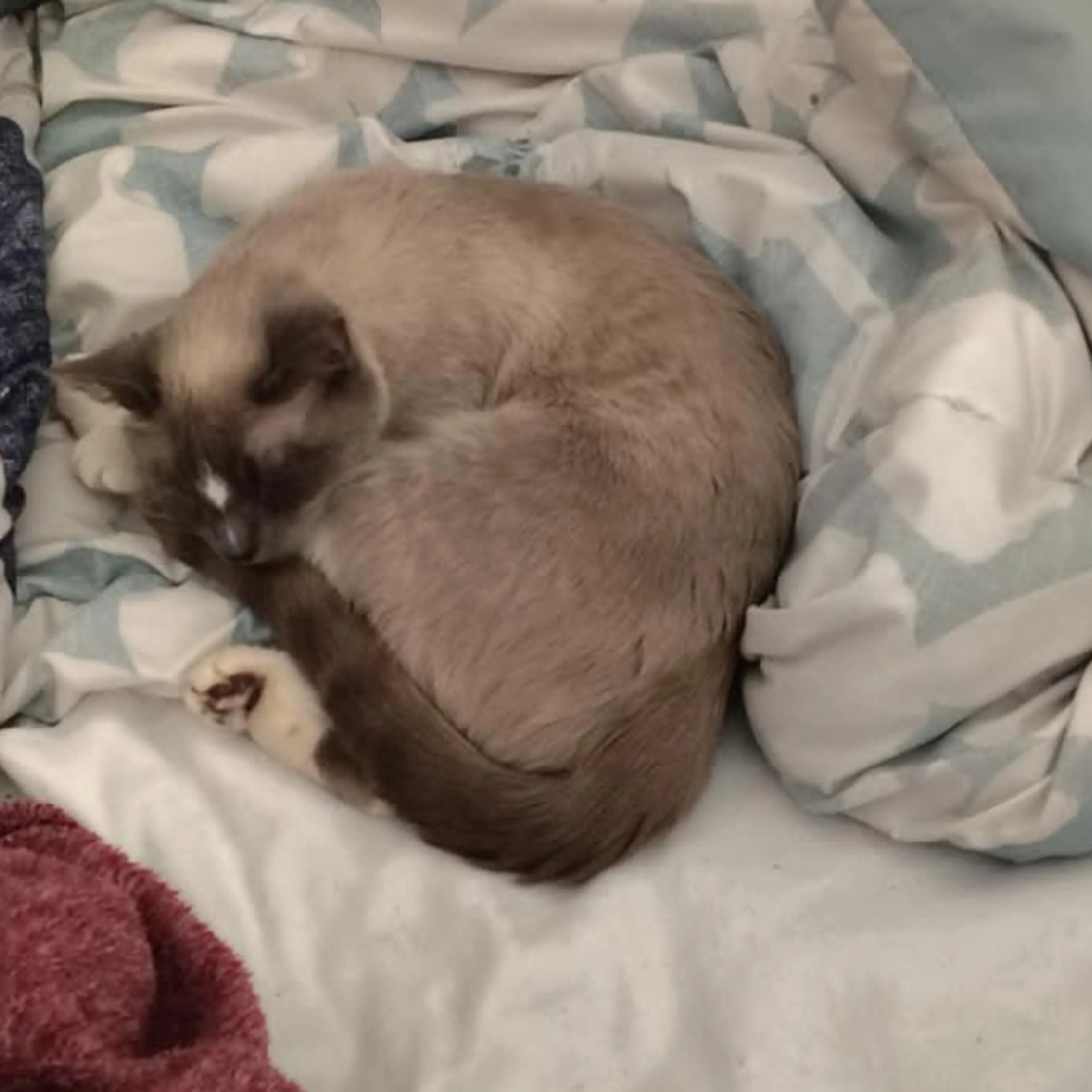 Lost pet-1