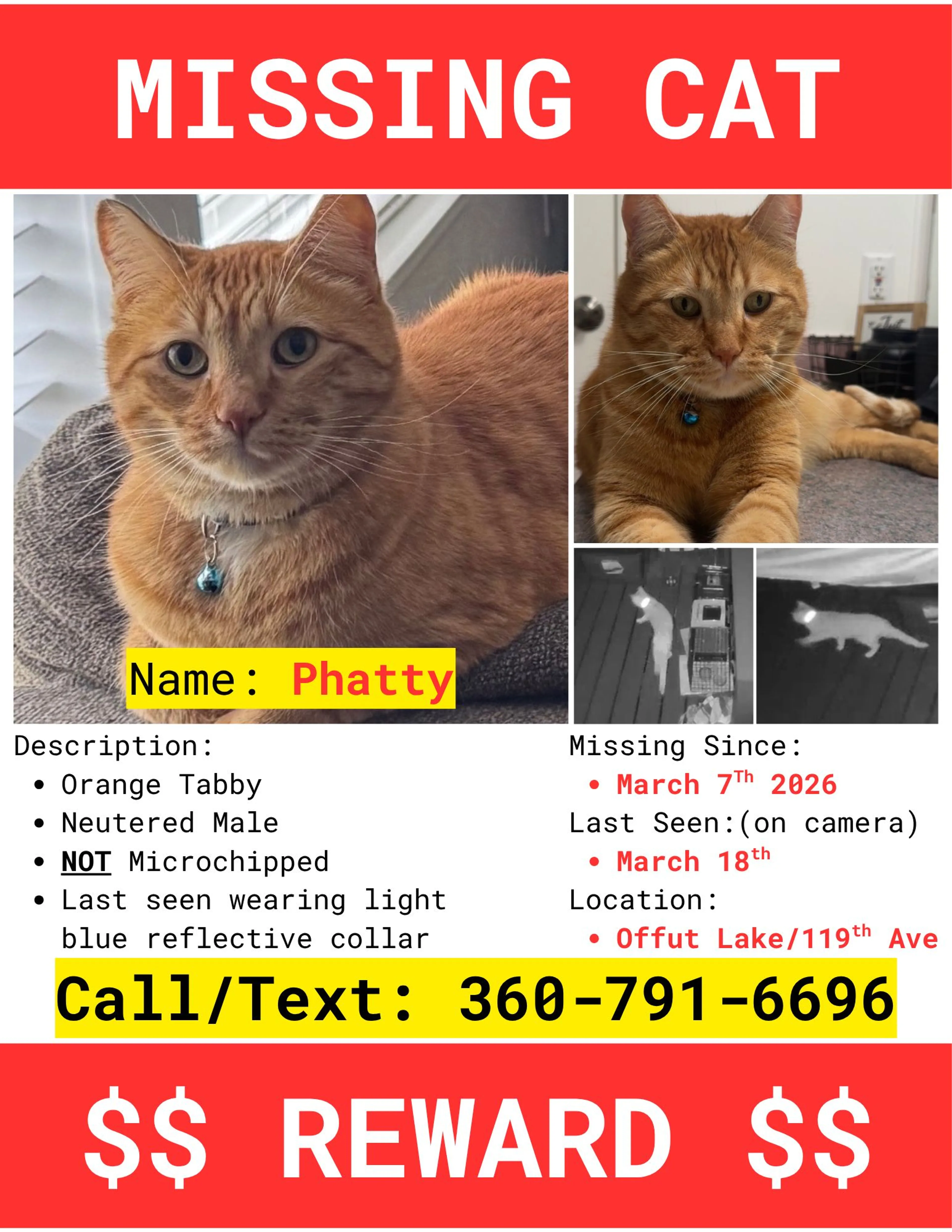 Lost pet