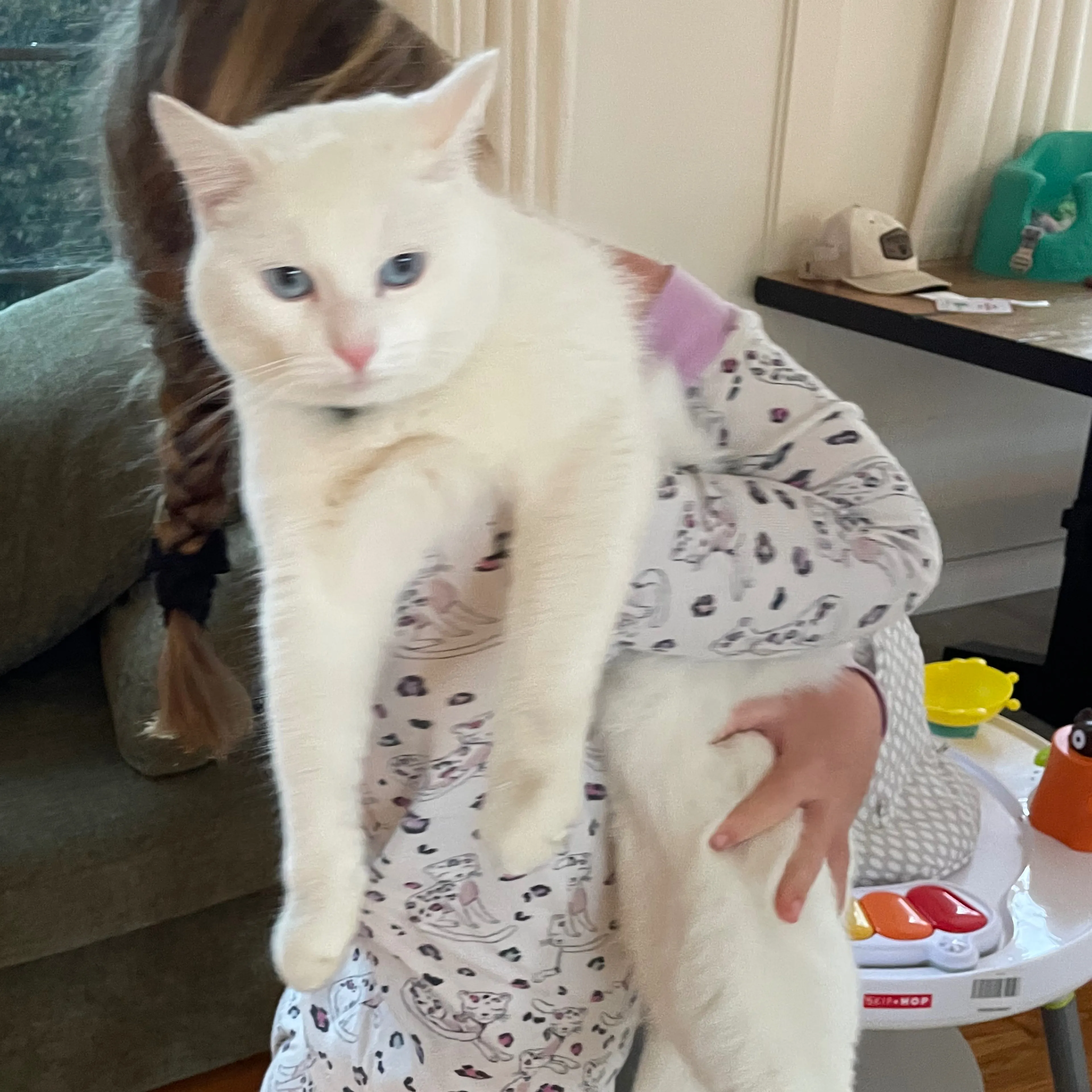Lost pet-1