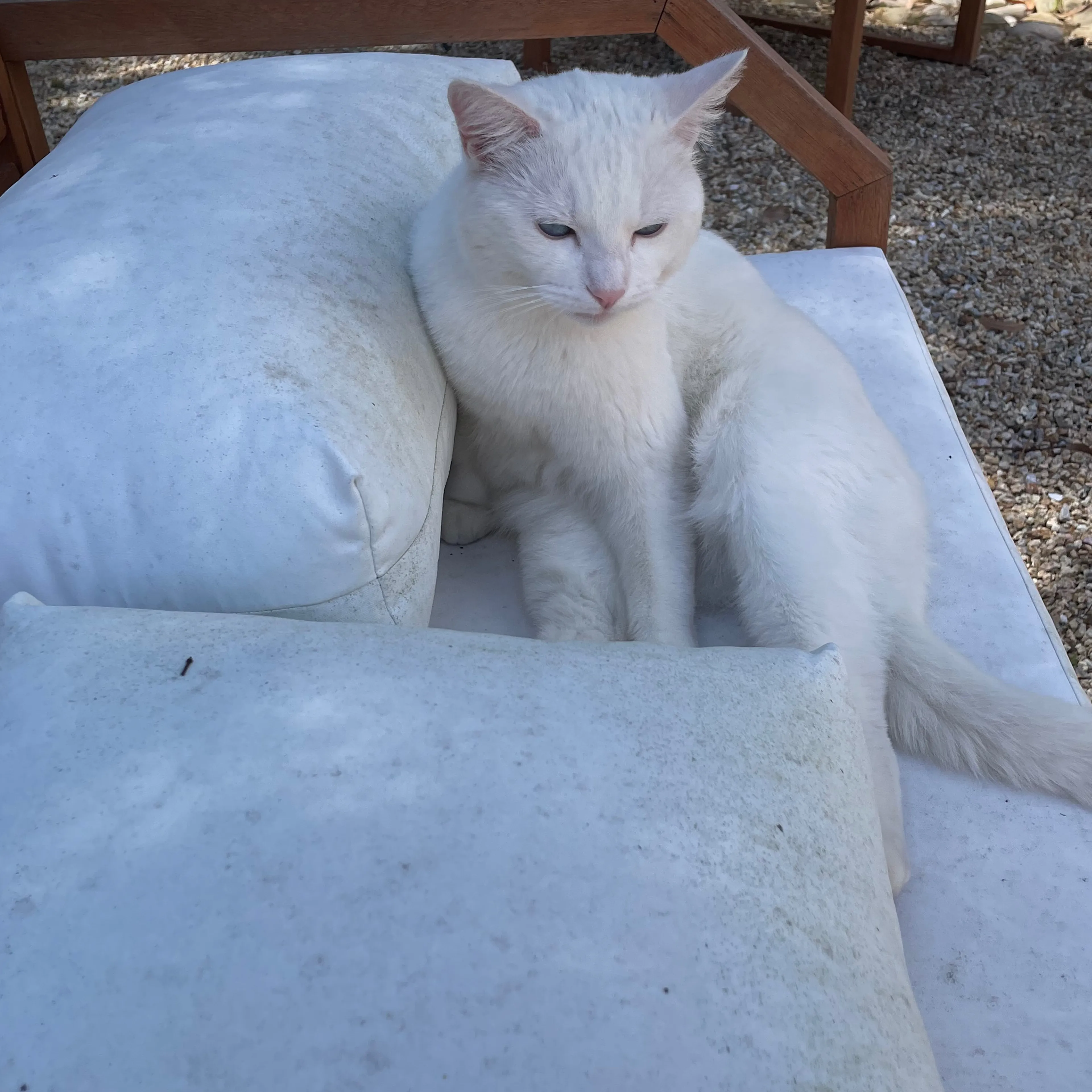 Lost pet-2