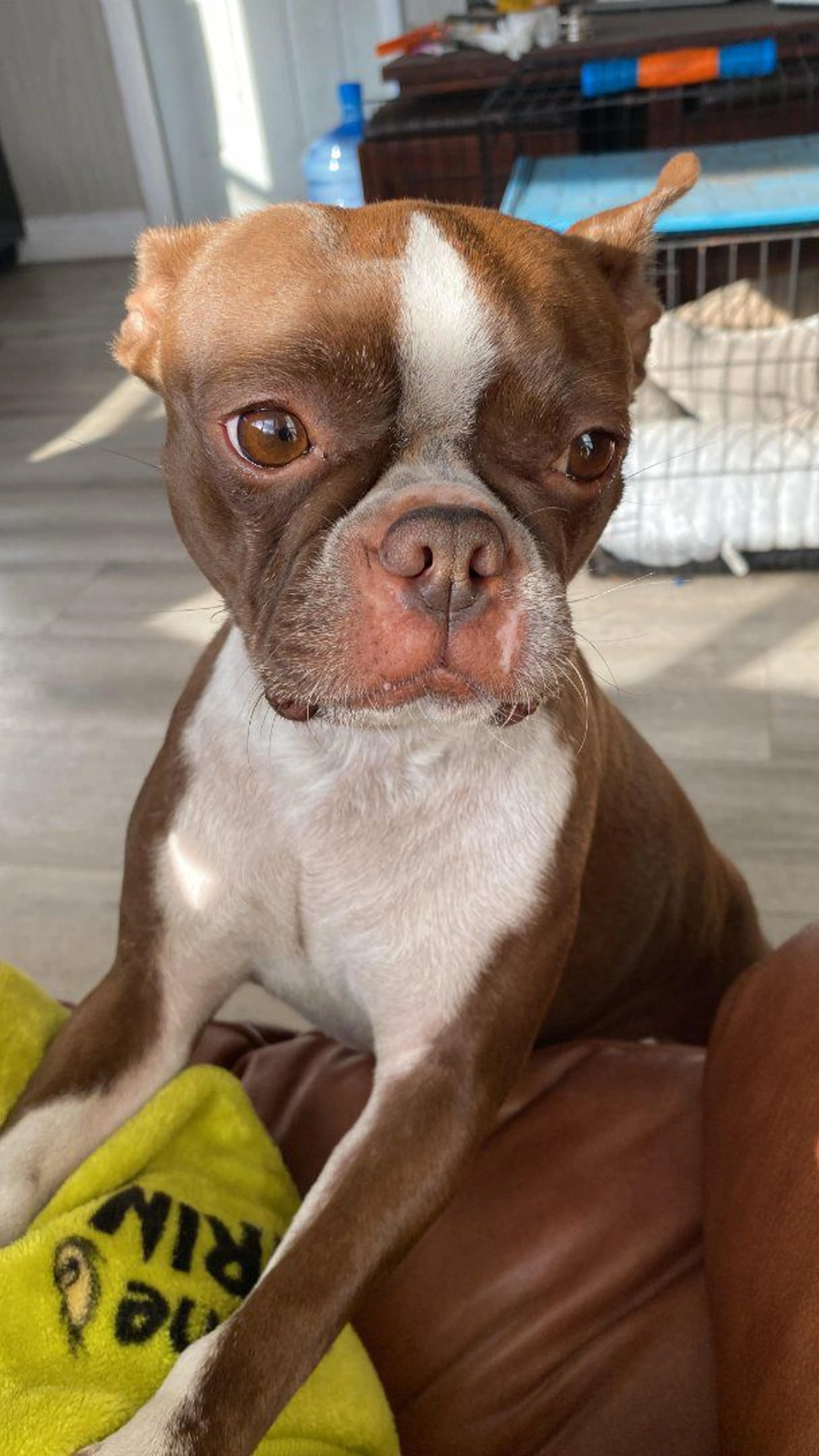 Lost pet