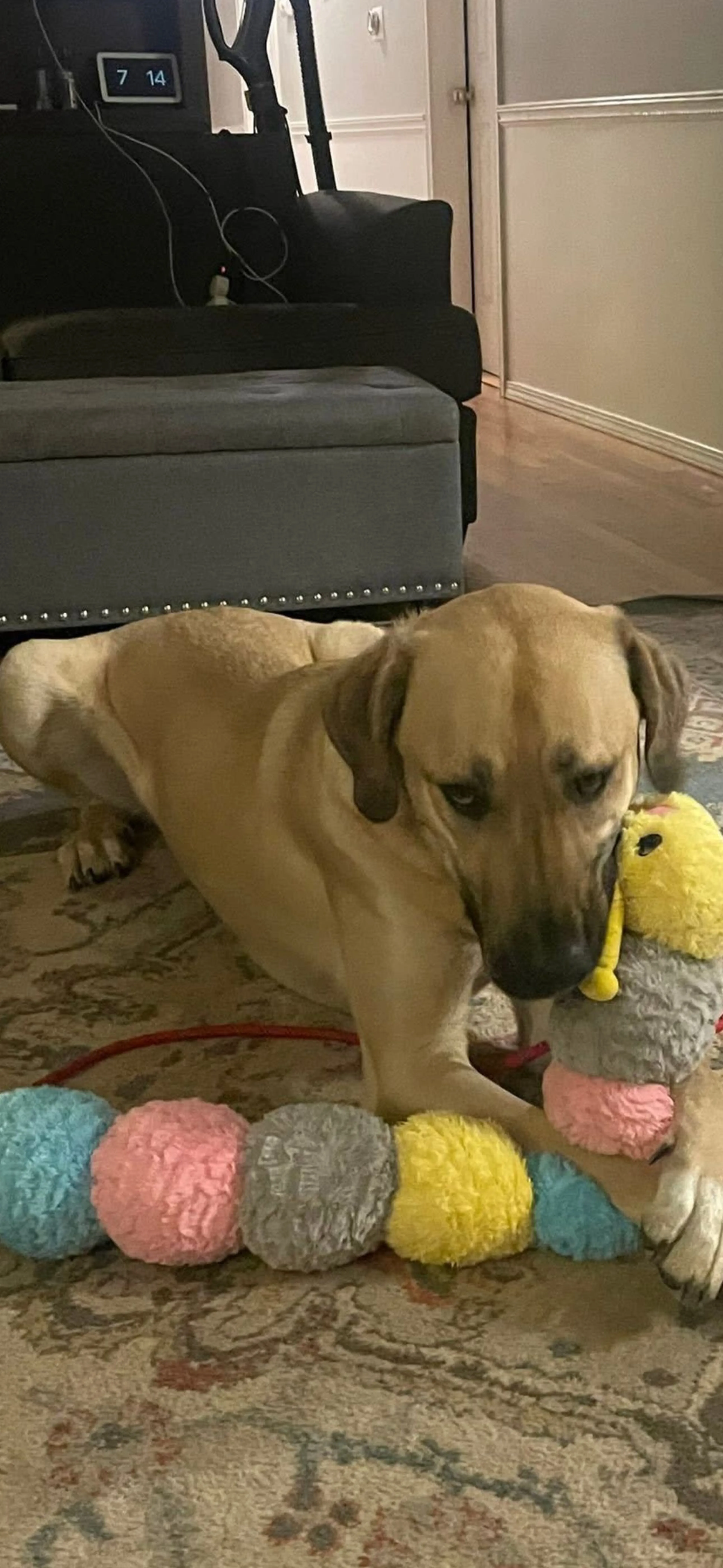 Lost pet