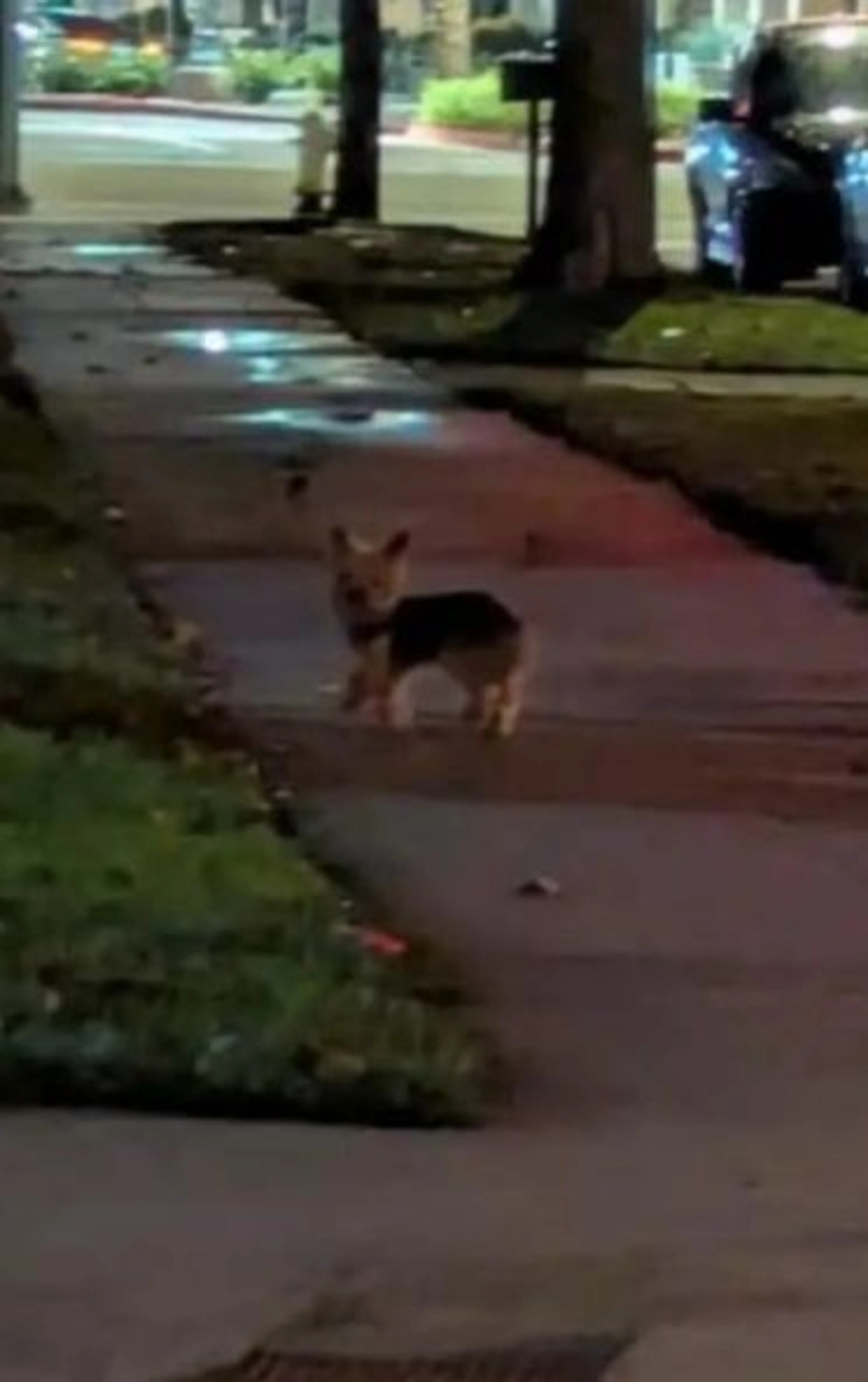 Lost pet