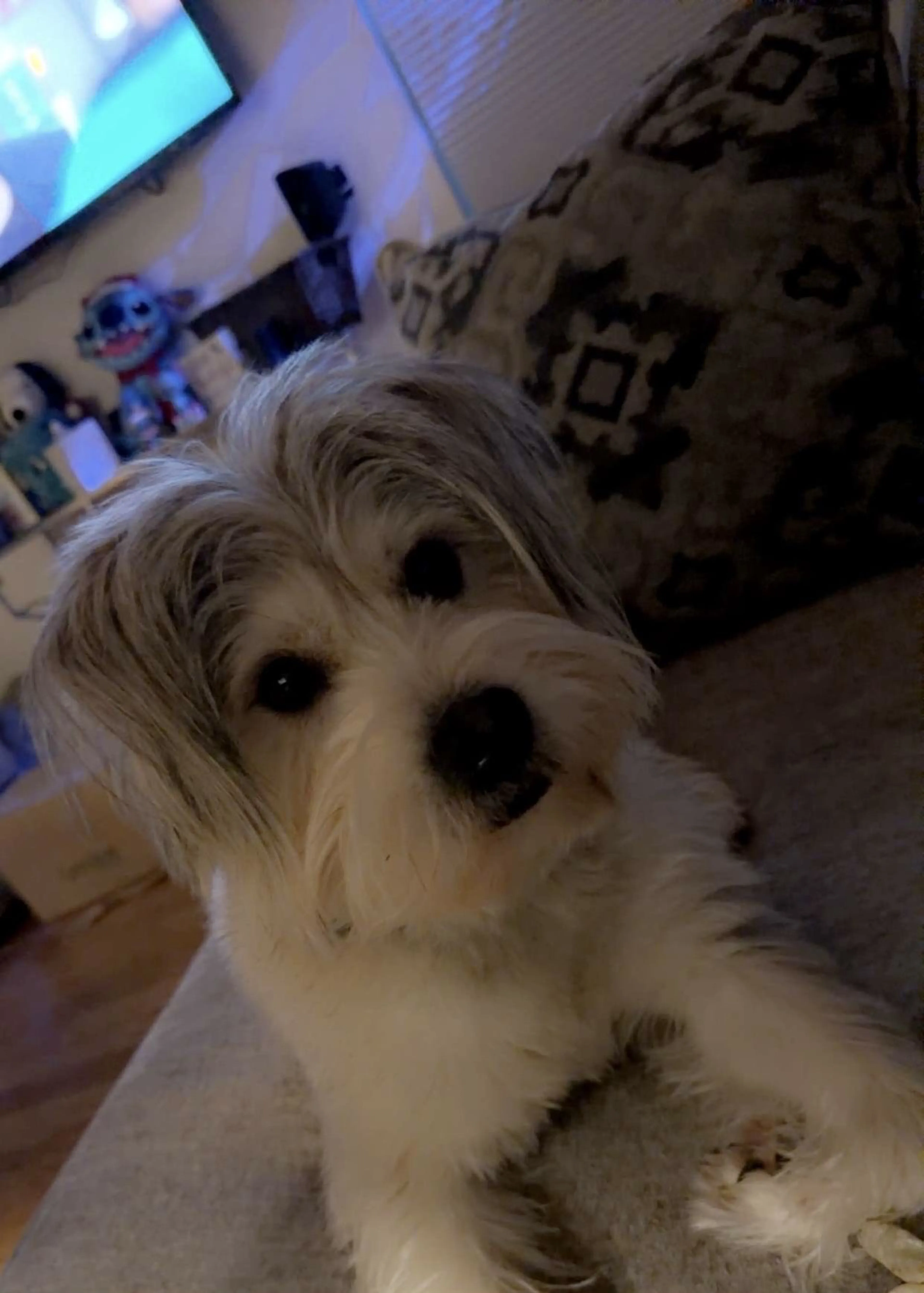 Lost pet