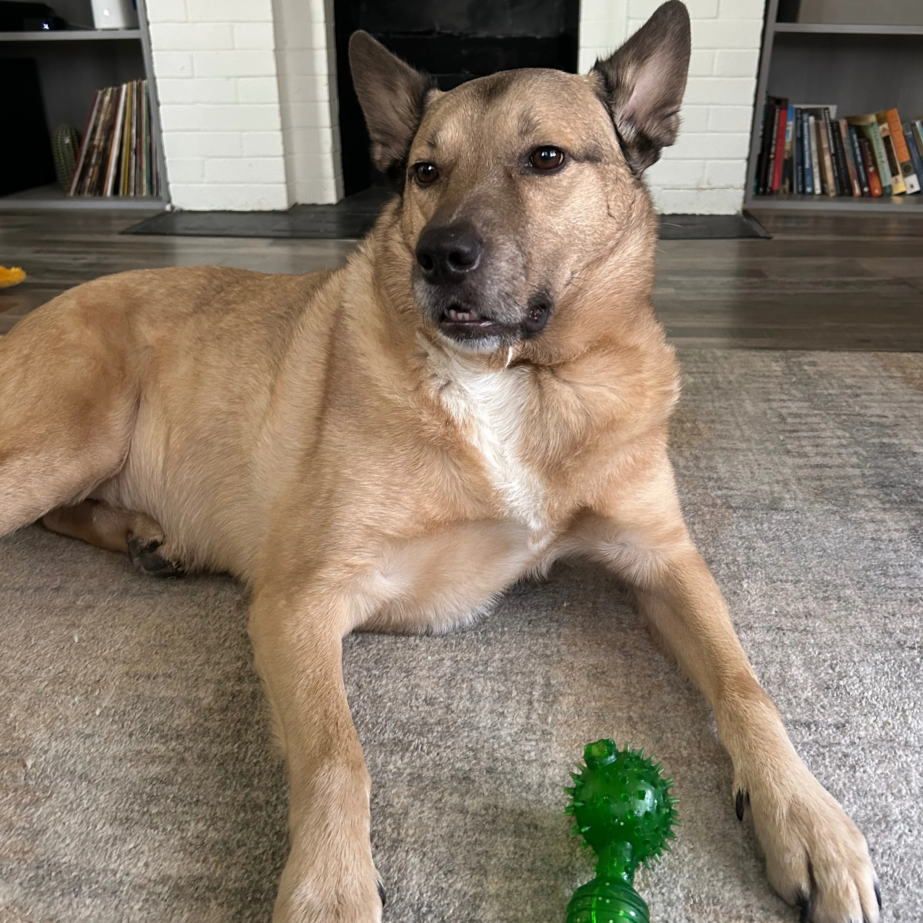 Lost pet-1