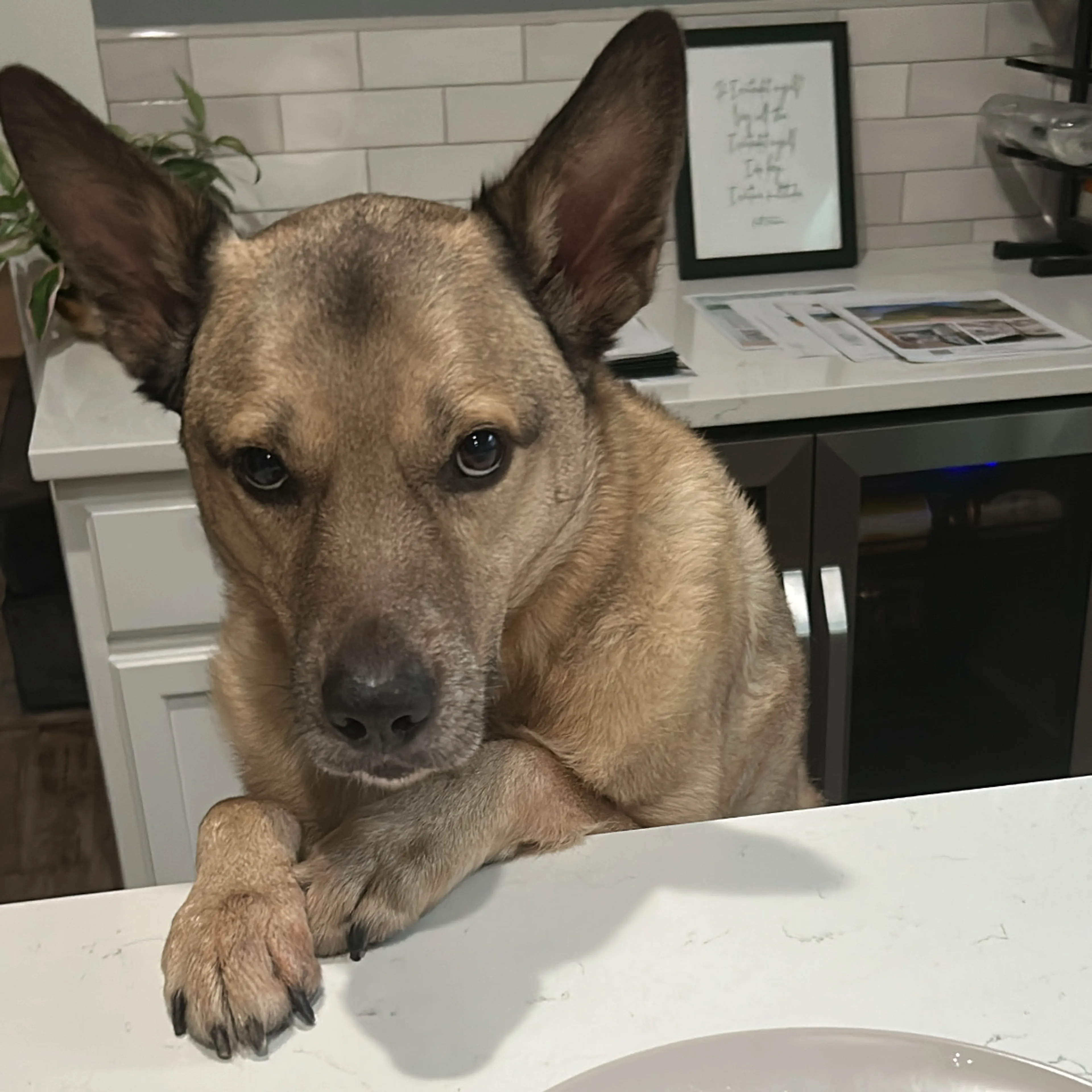 Lost pet-2