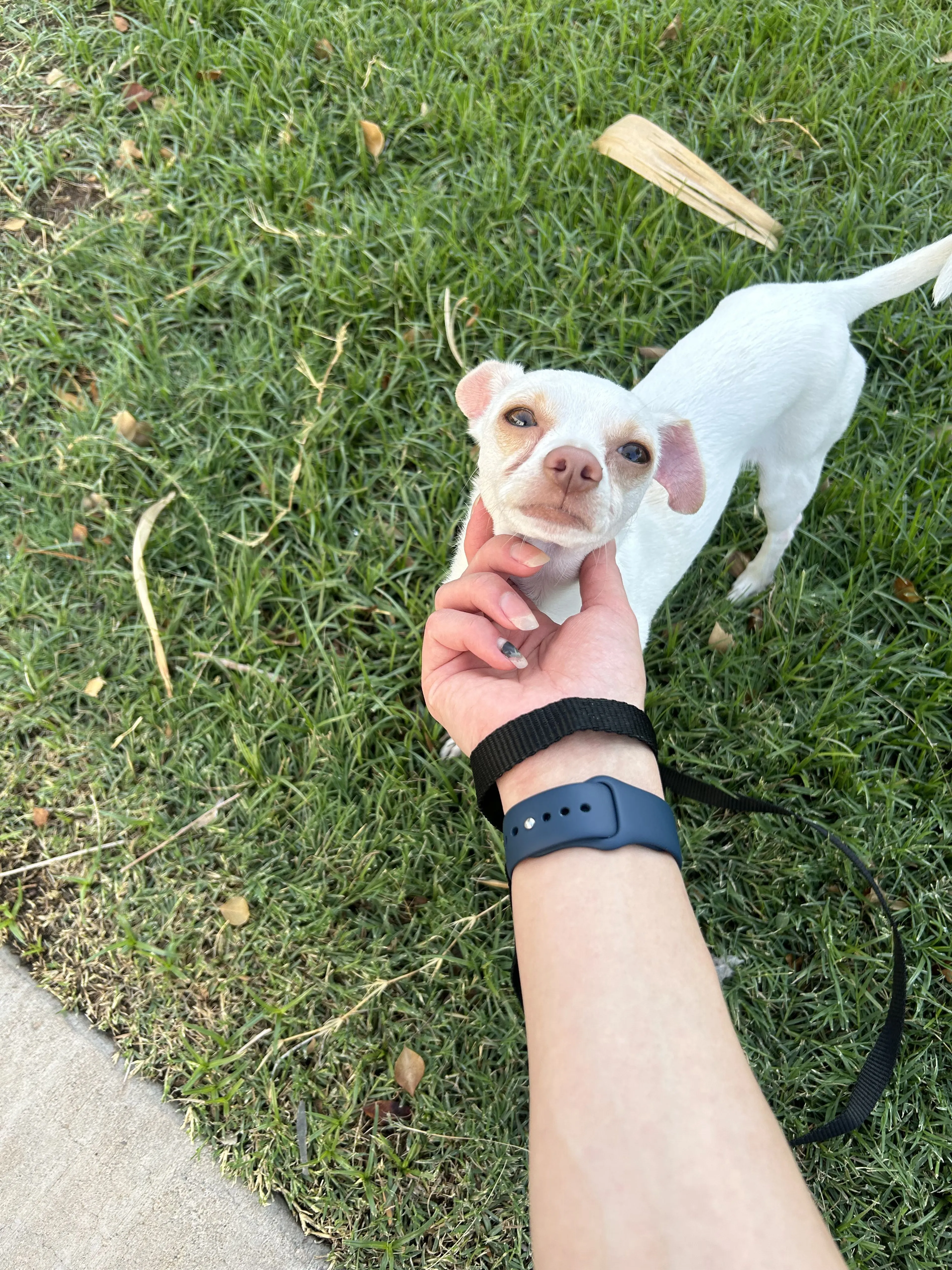 Lost pet-1