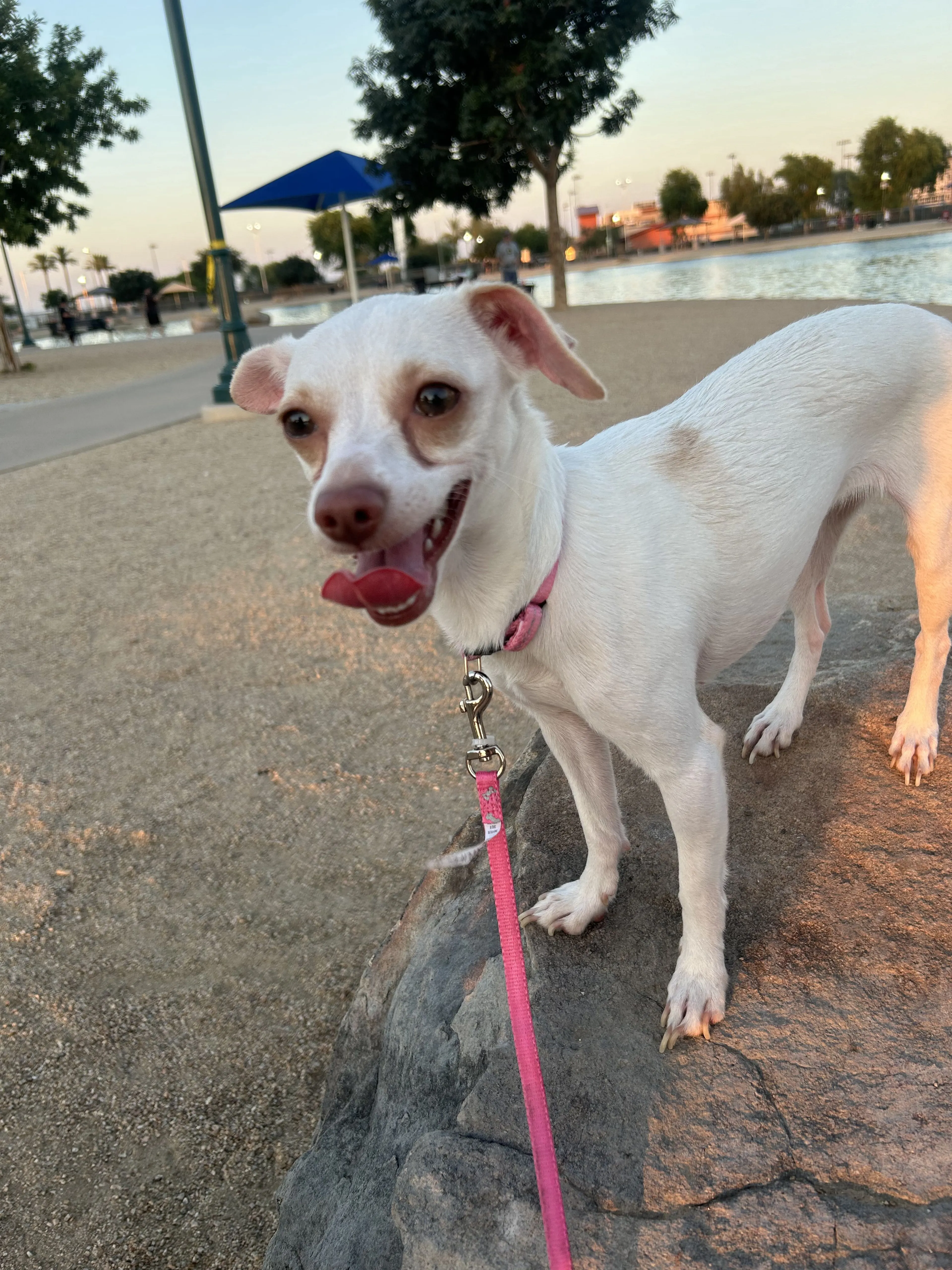 Lost pet-2