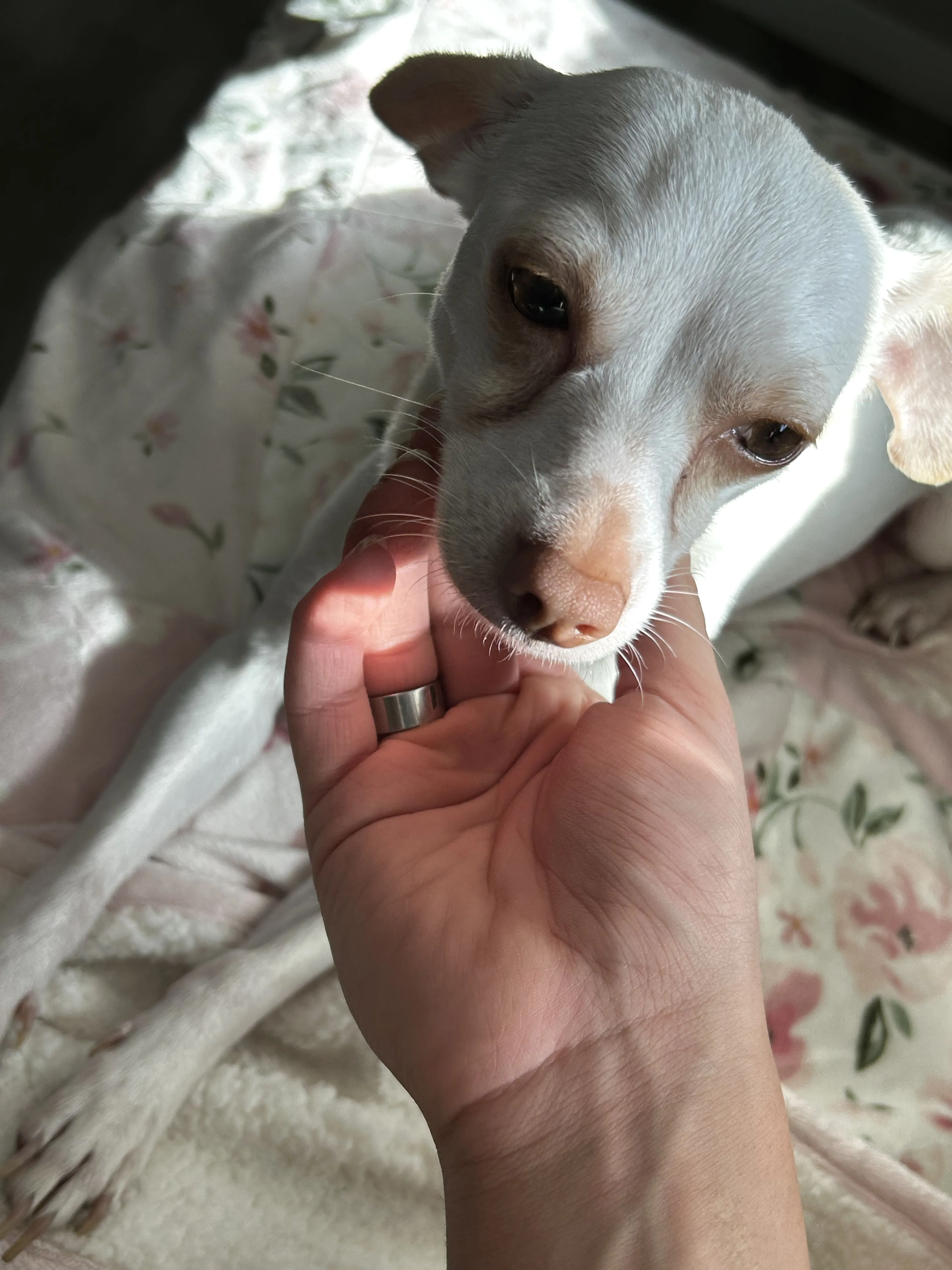 Lost pet-0