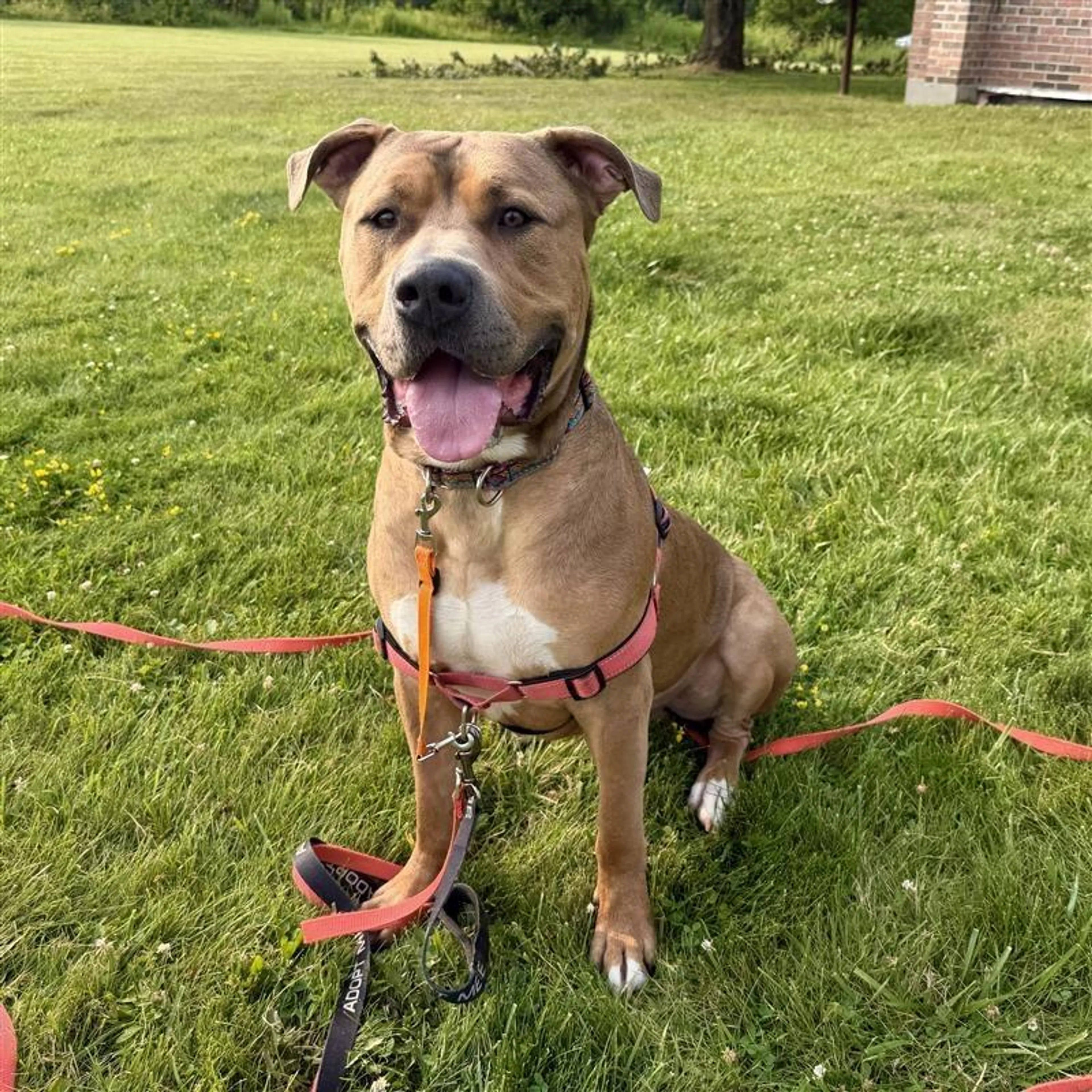 cdn image