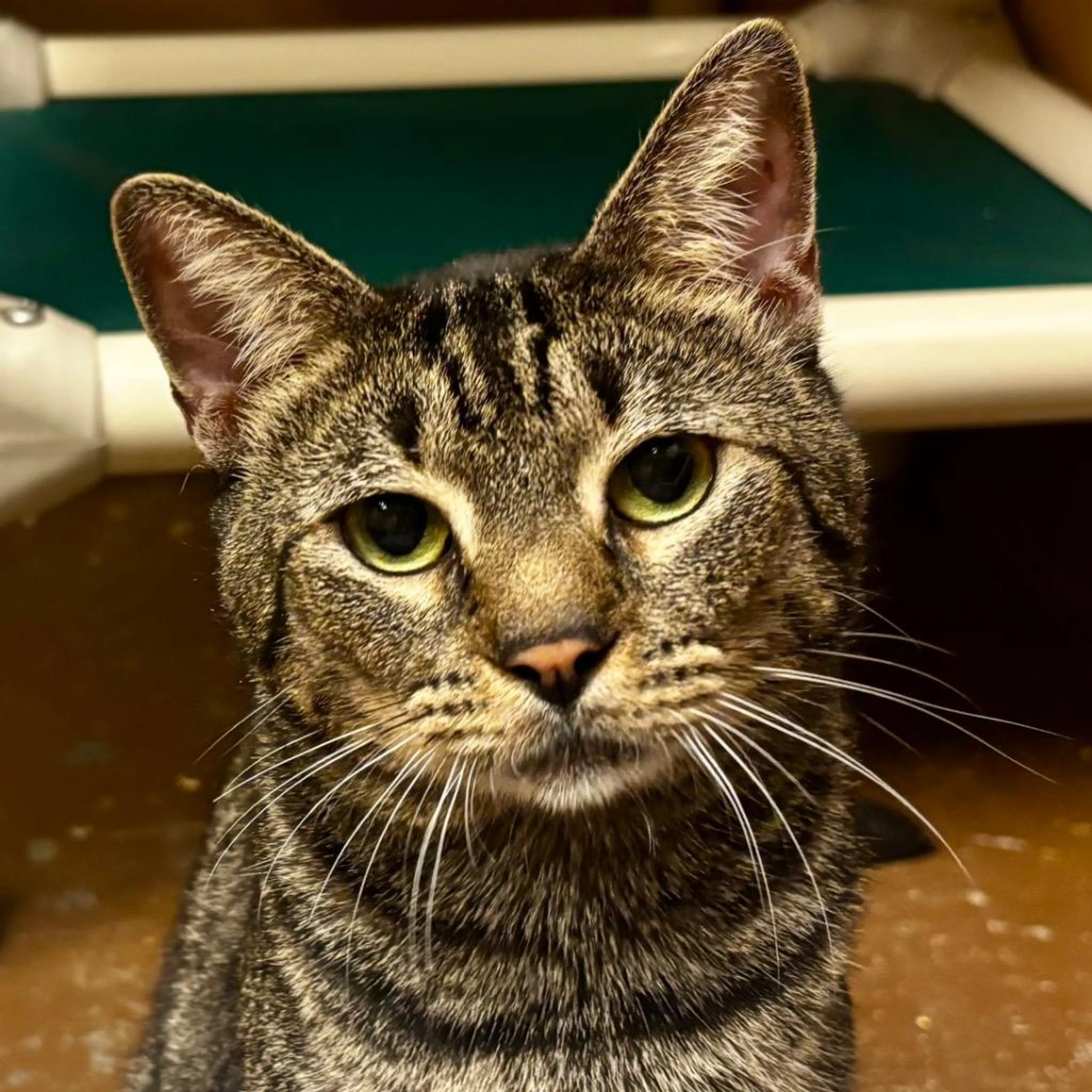 cdn image