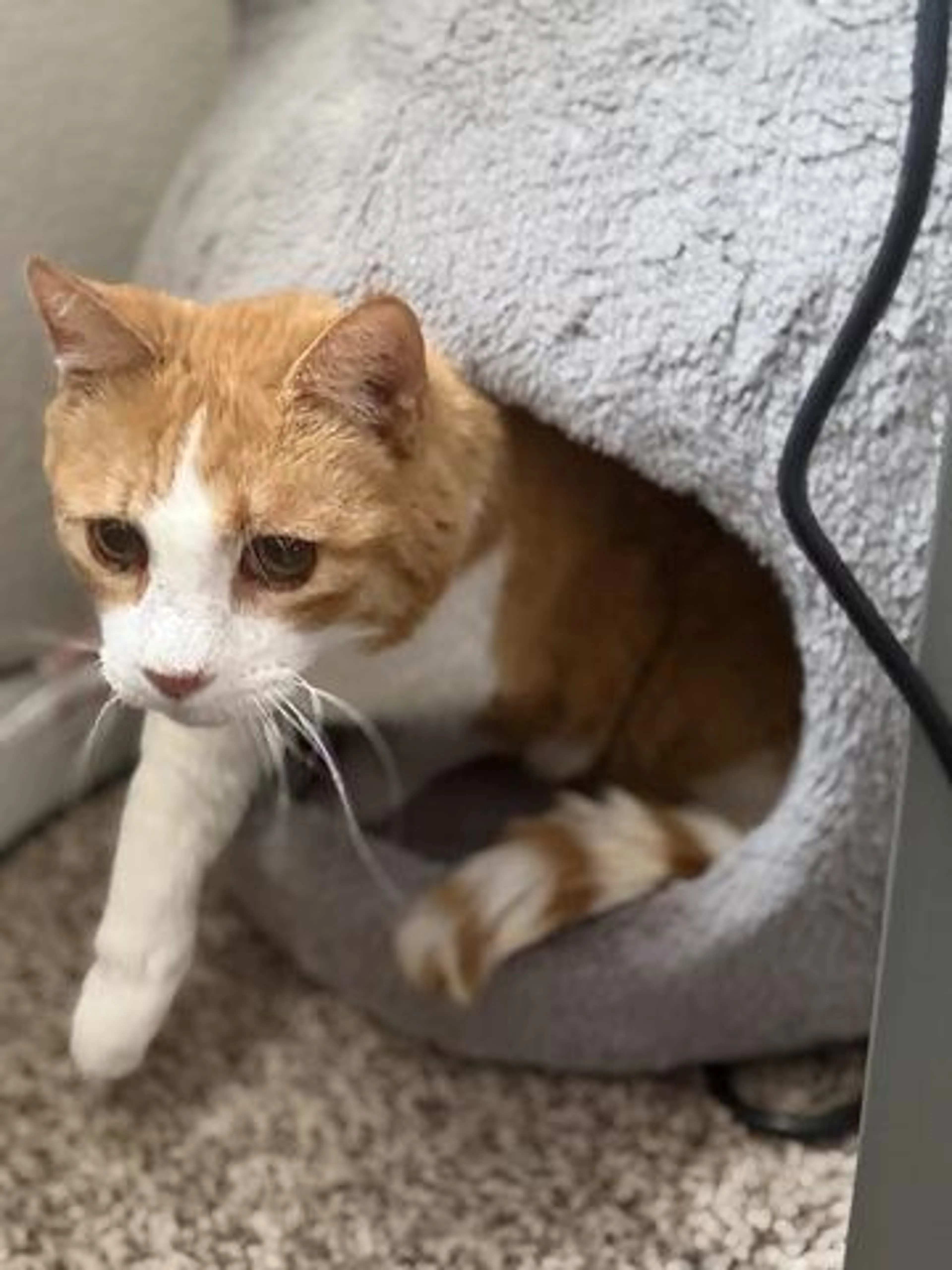 Found pet-0