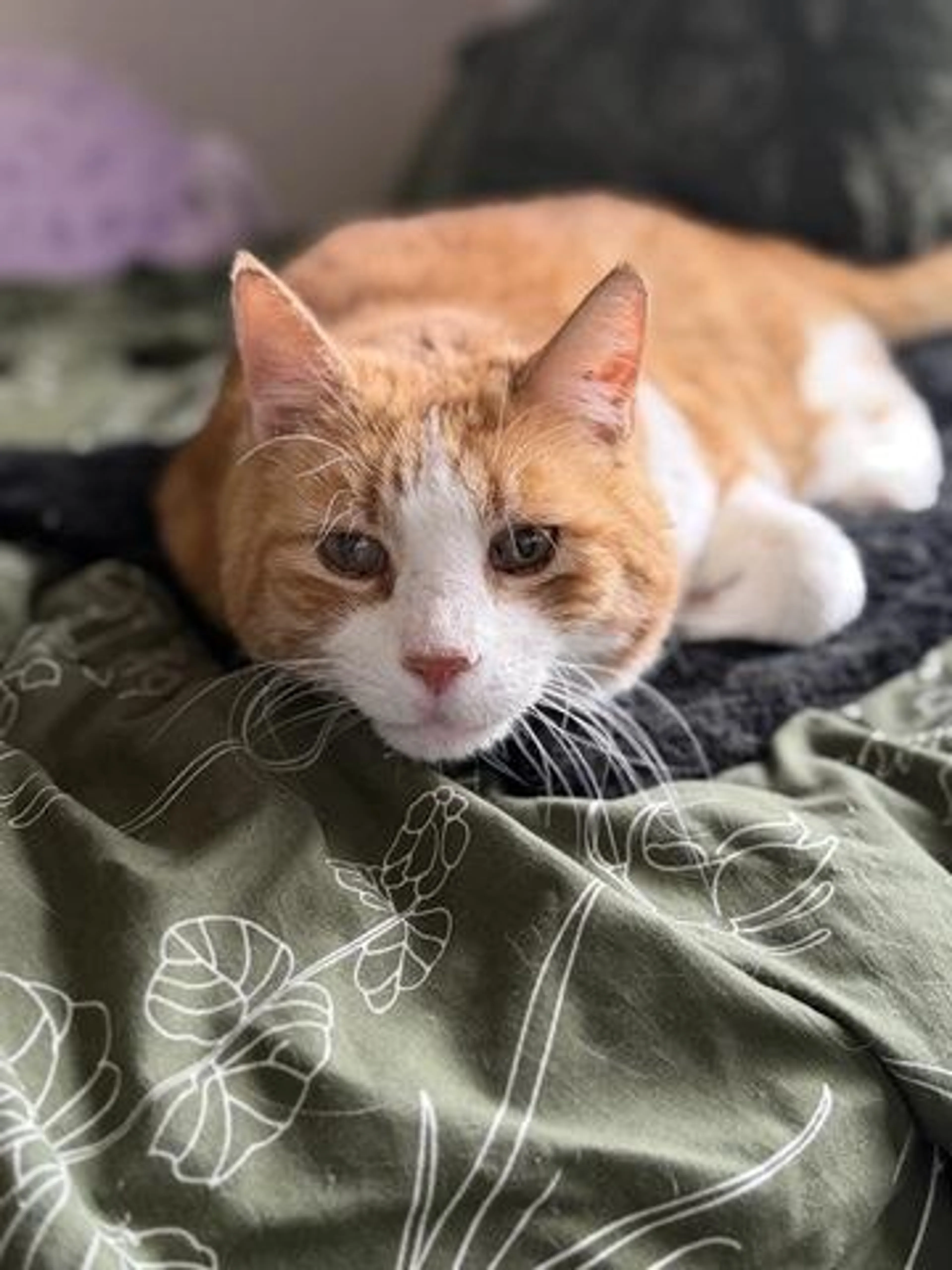 Found pet-1