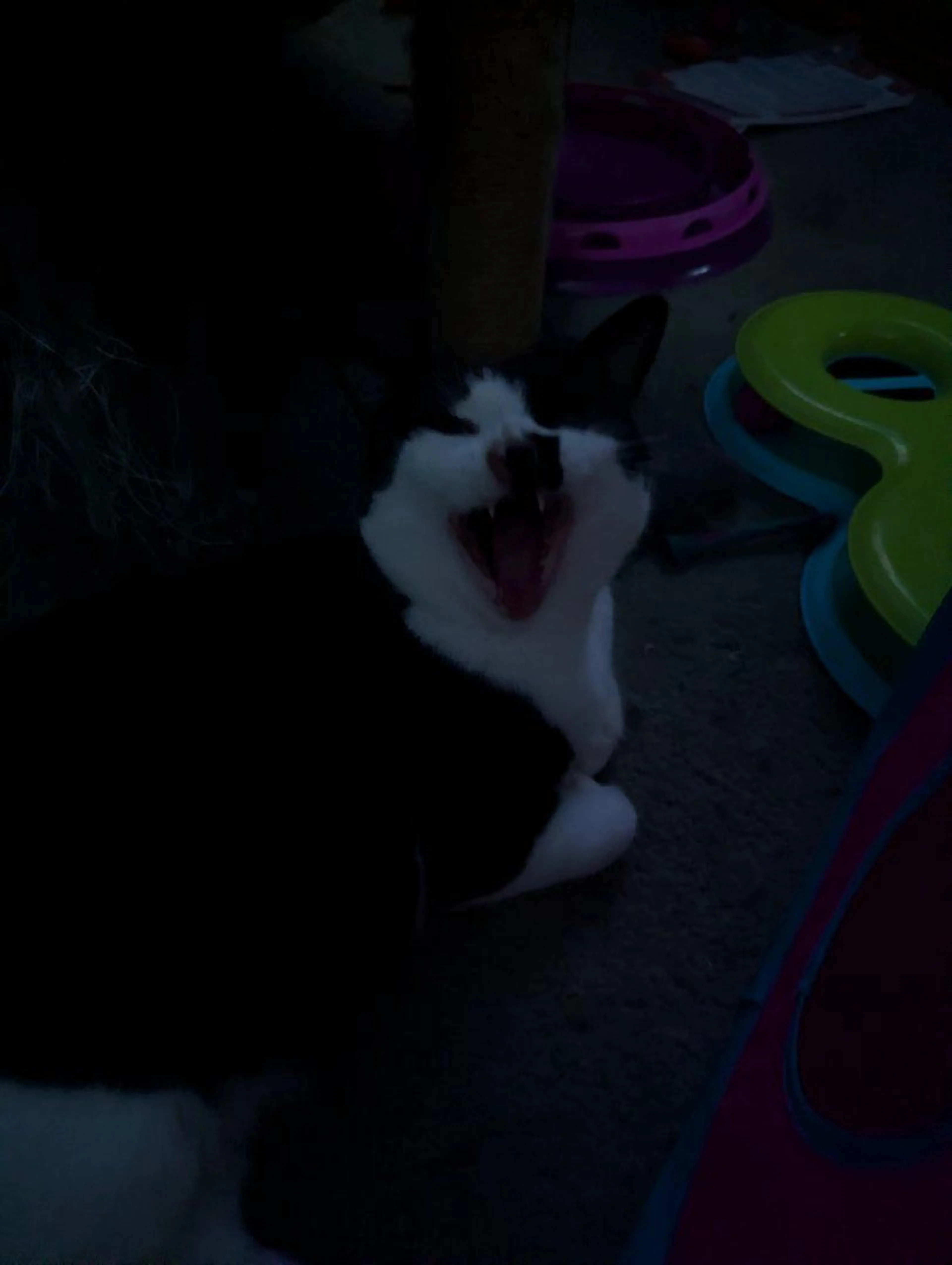 Lost pet-2