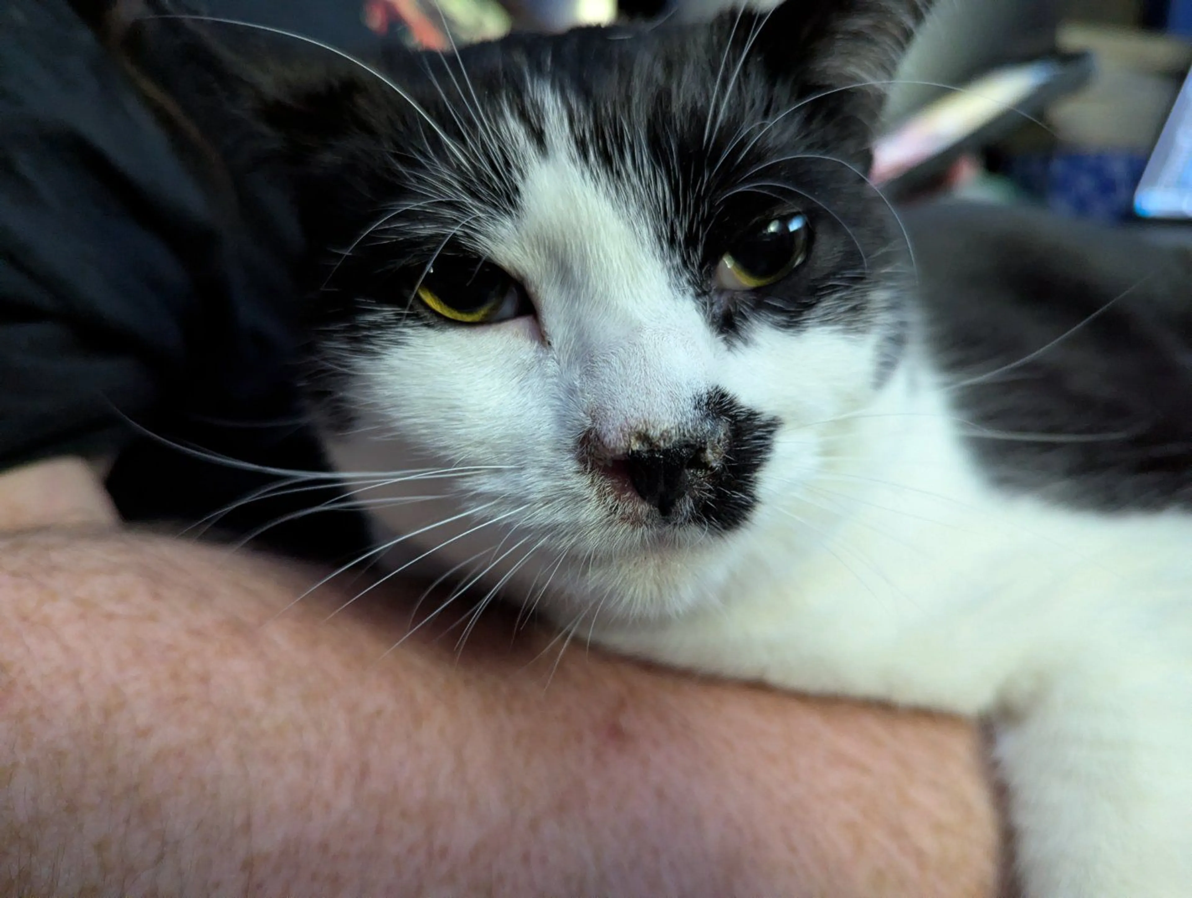 Lost pet-3