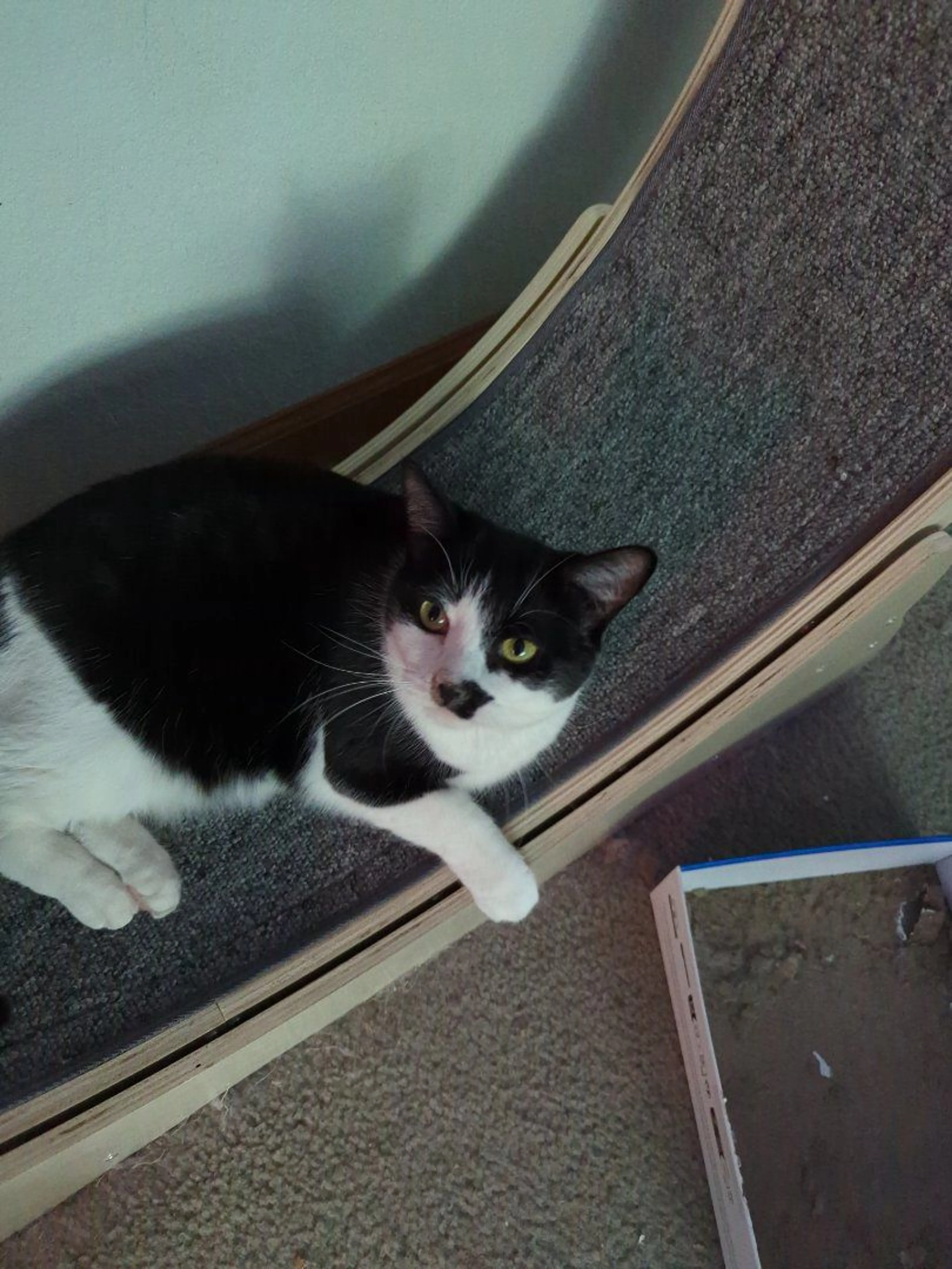 Lost pet-0