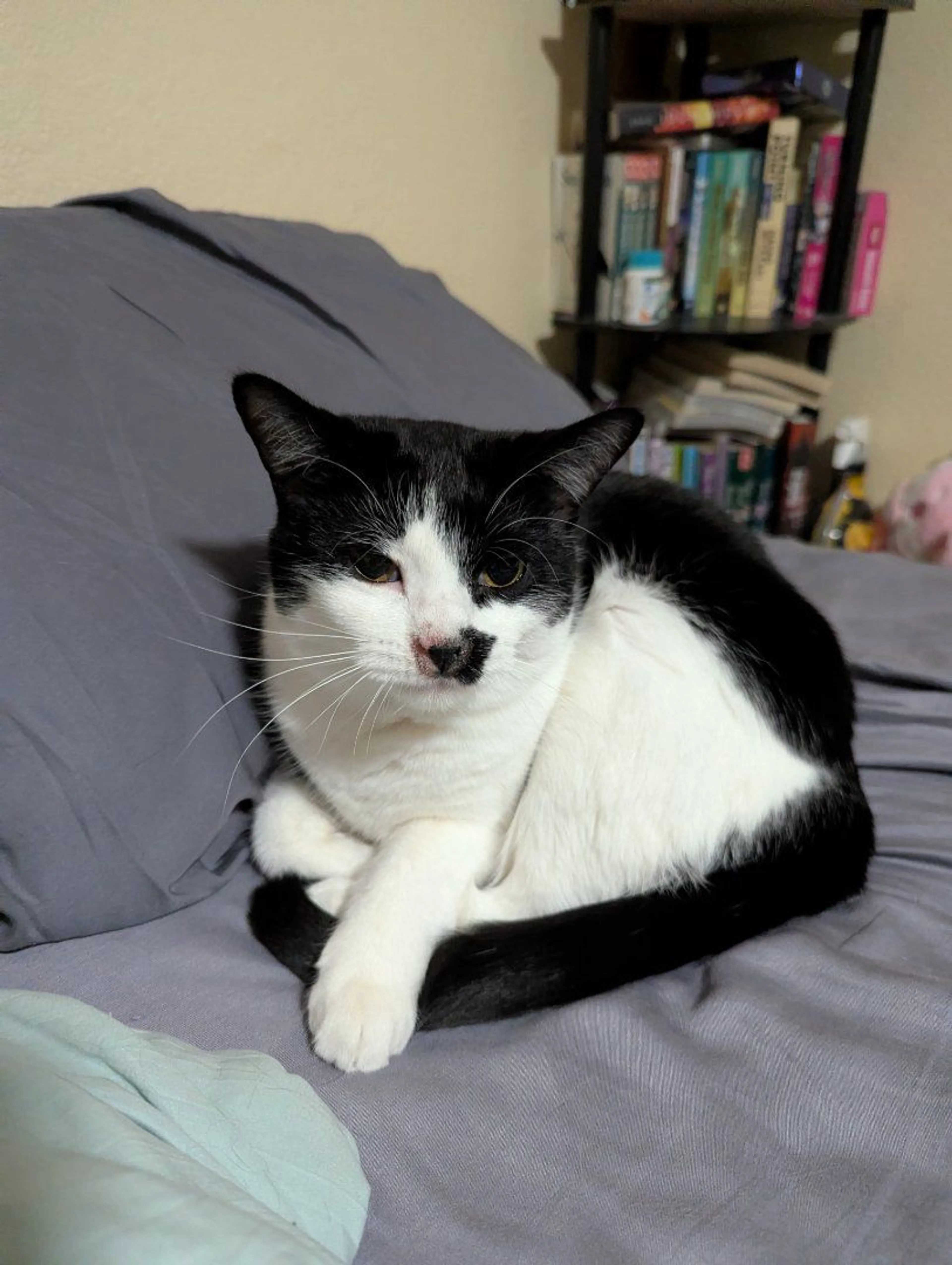 Lost pet-1