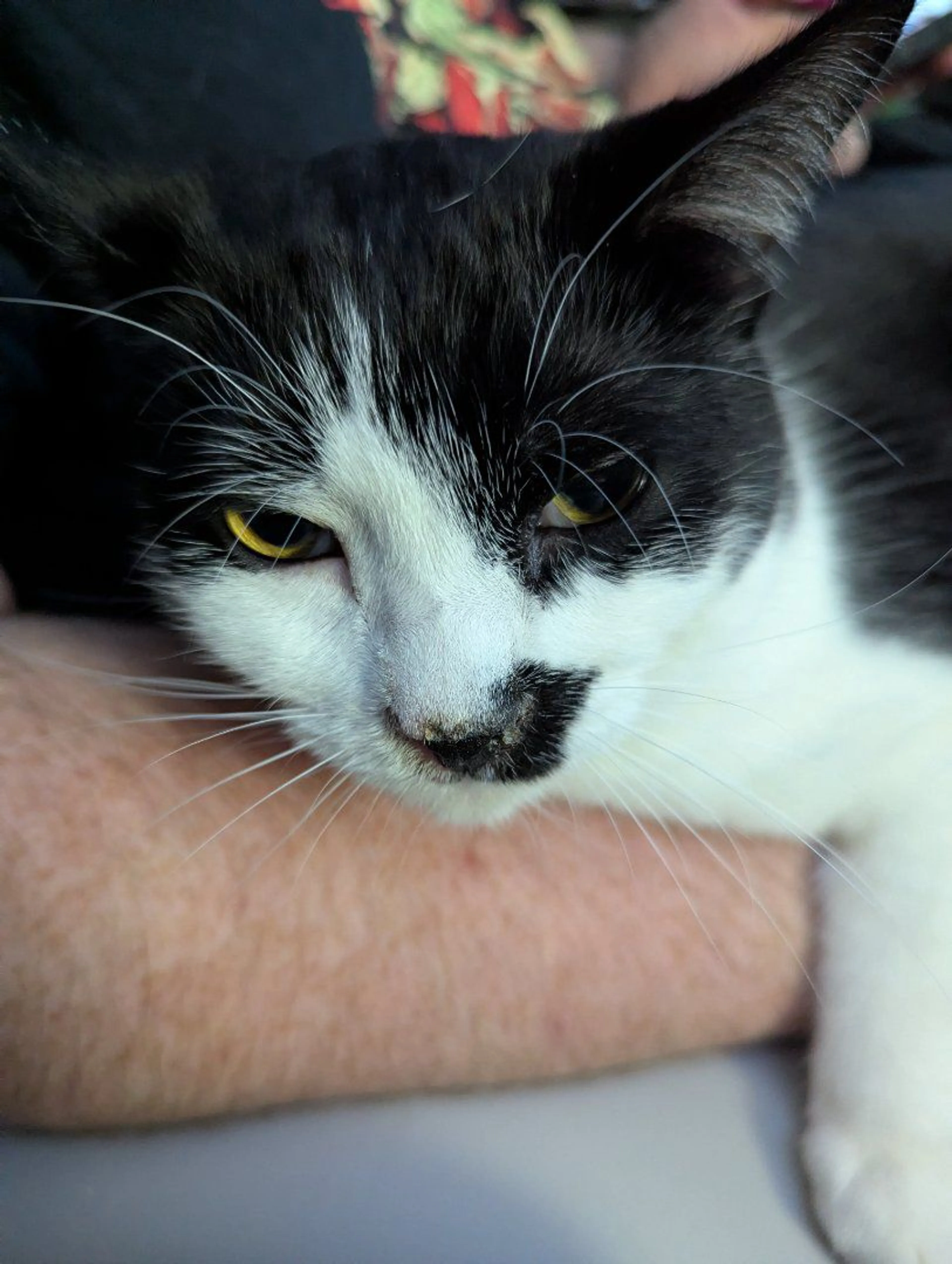 Lost pet-4