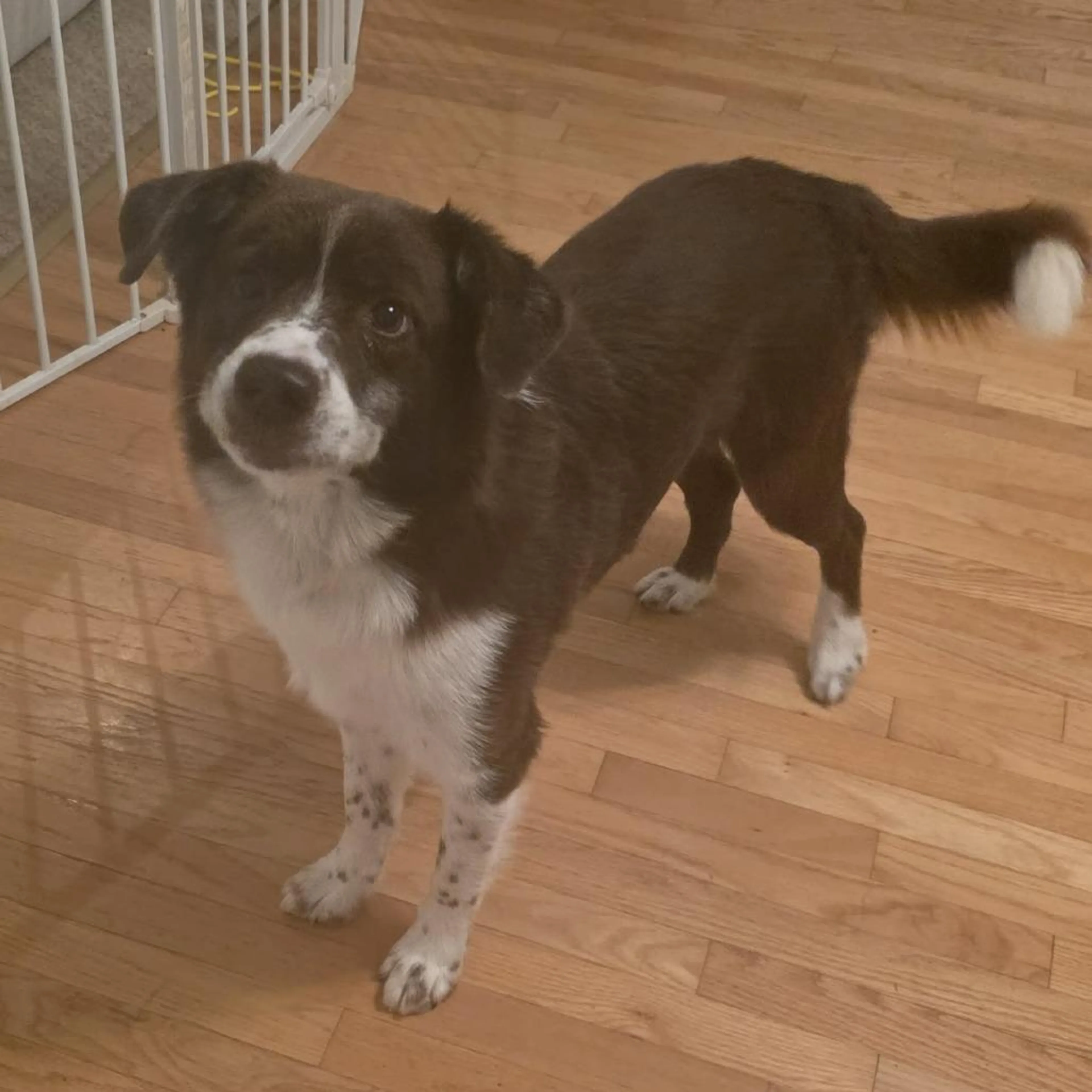 Found pet-1