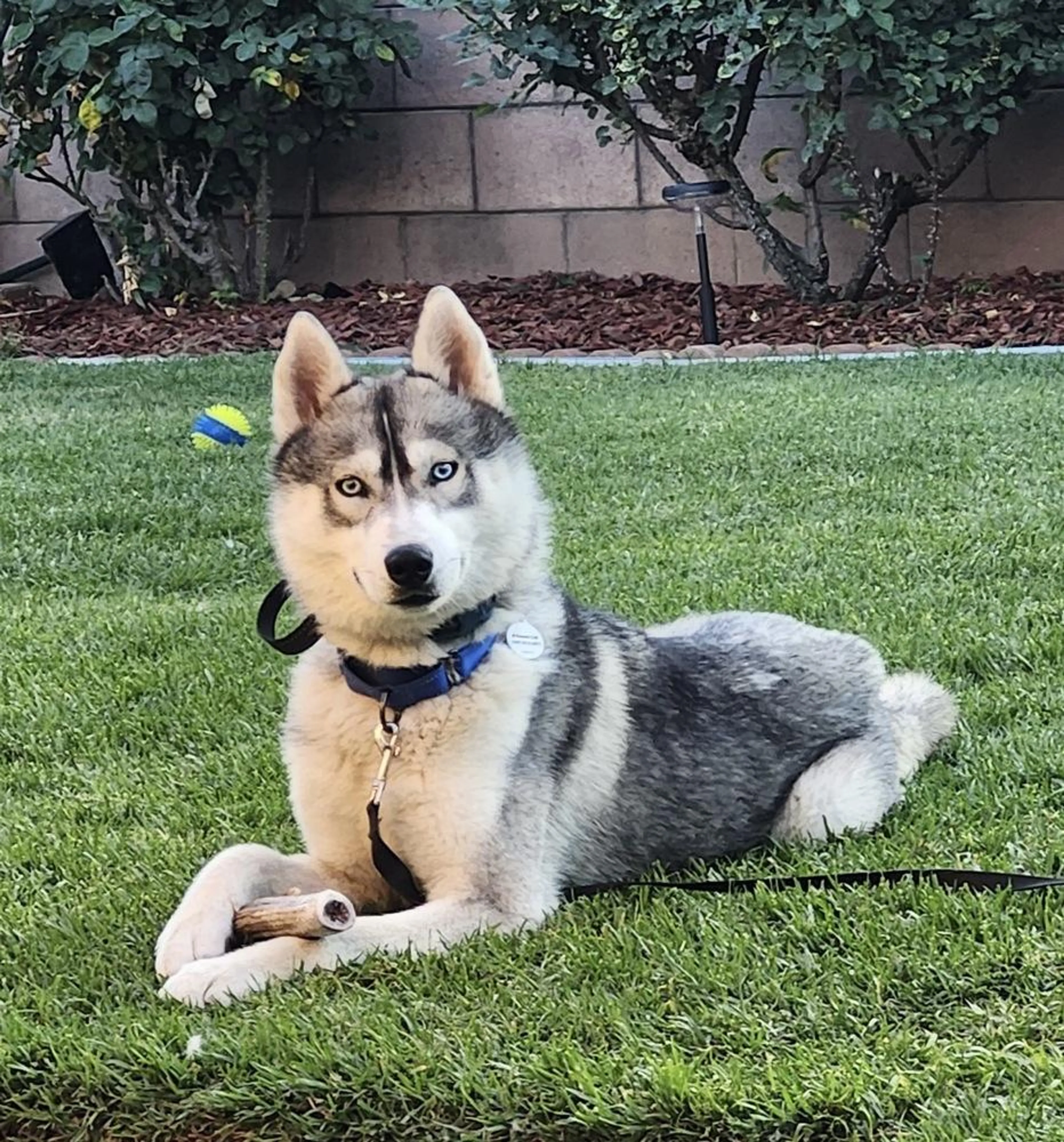 Found pet-3