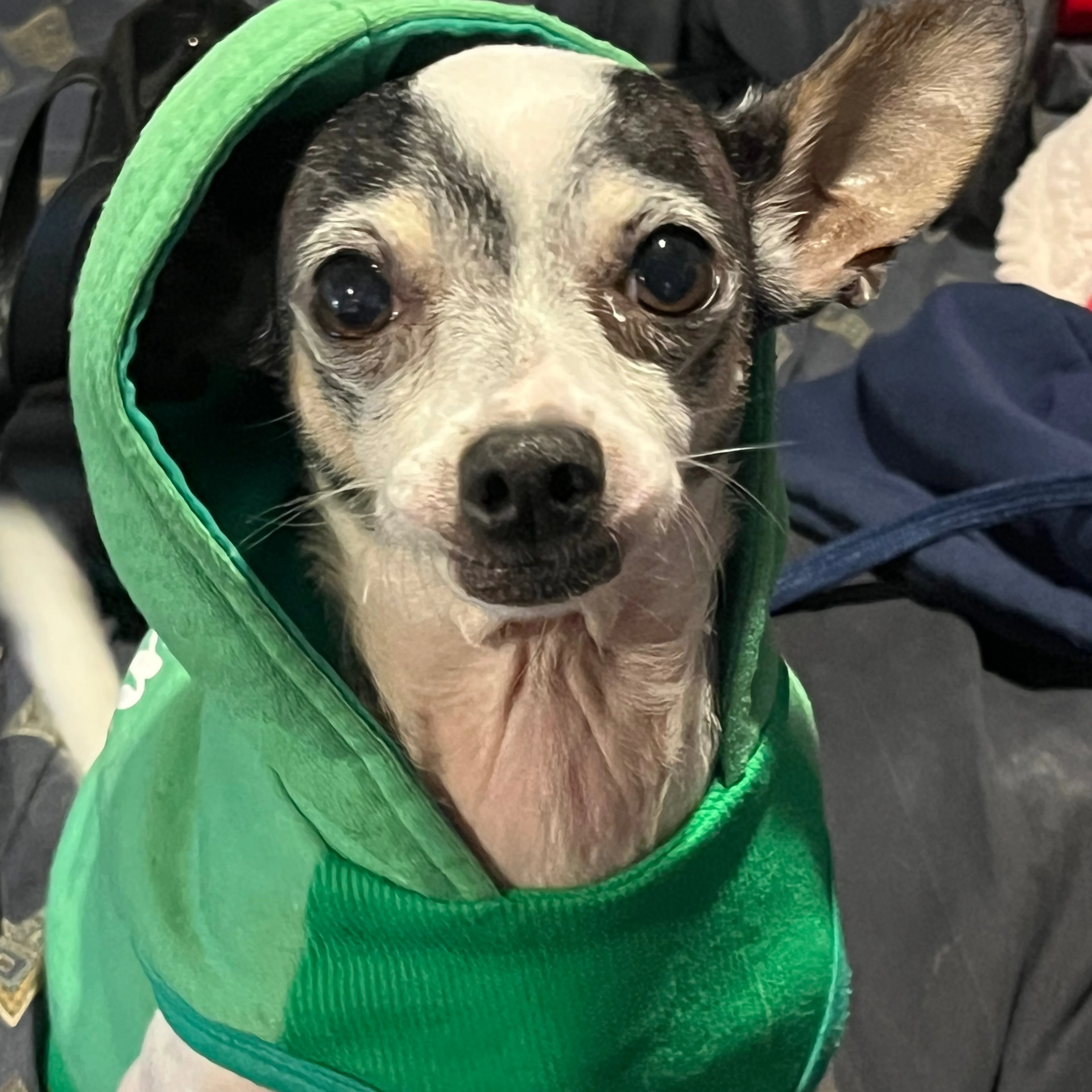 Lost pet-2