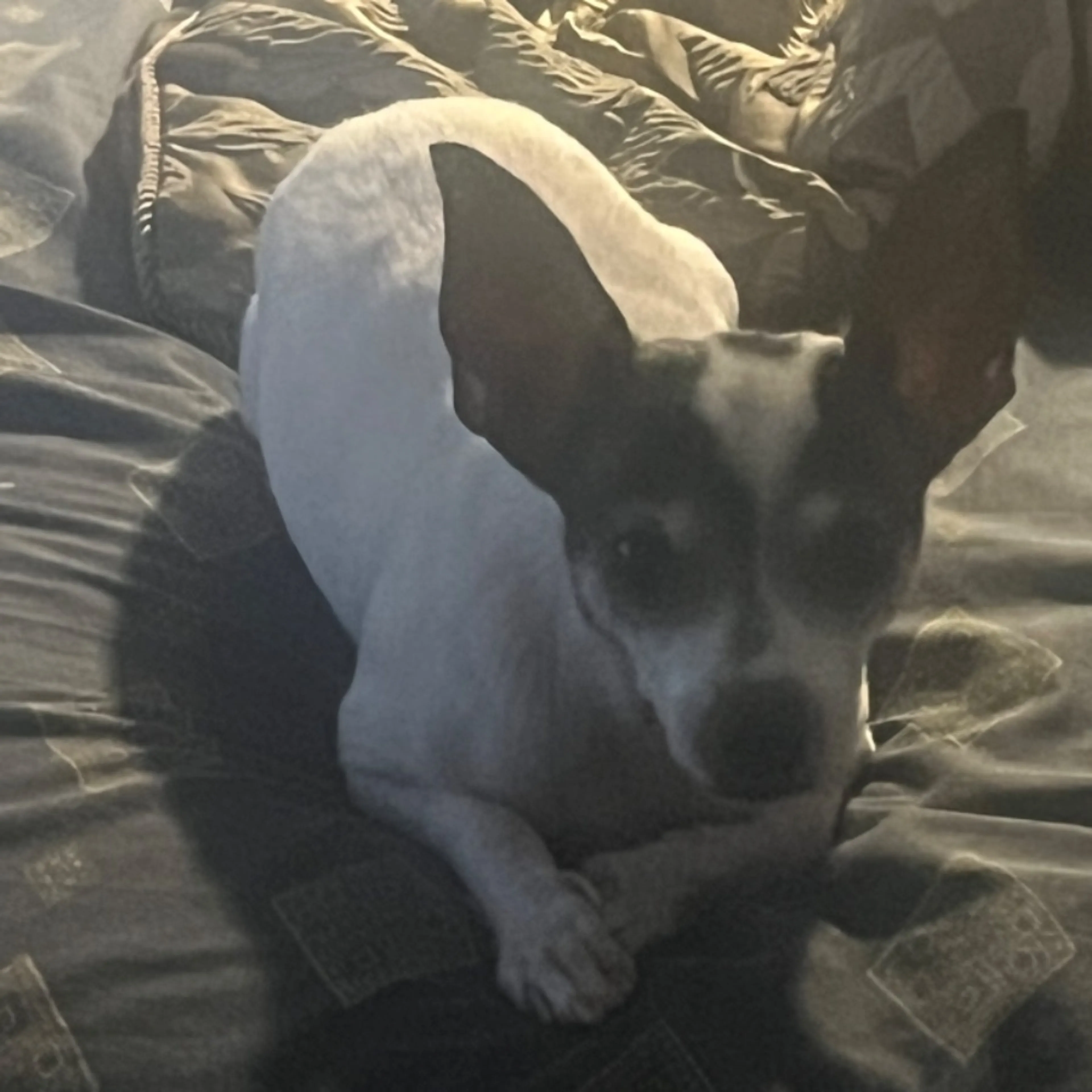 Lost pet-0