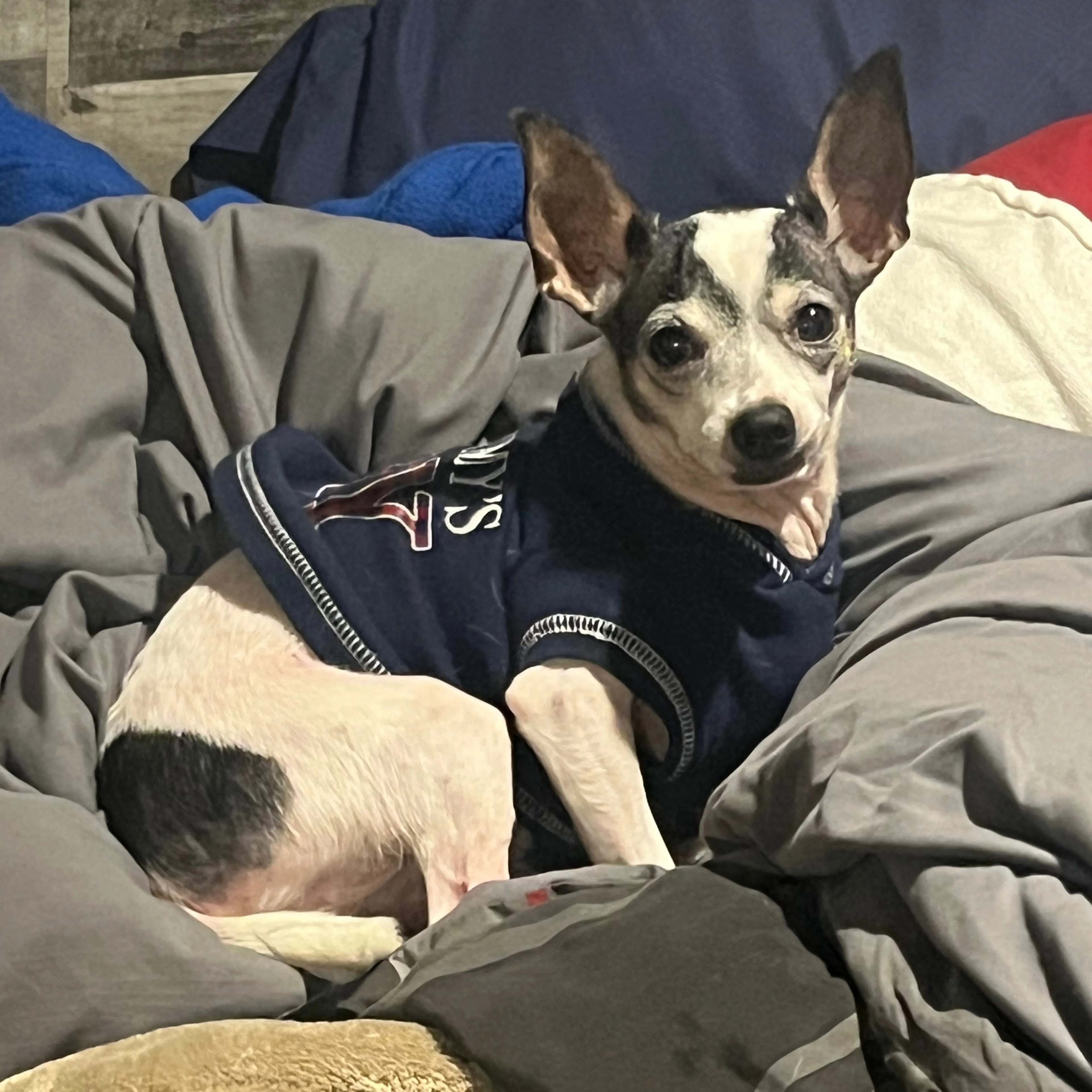 Lost pet-1