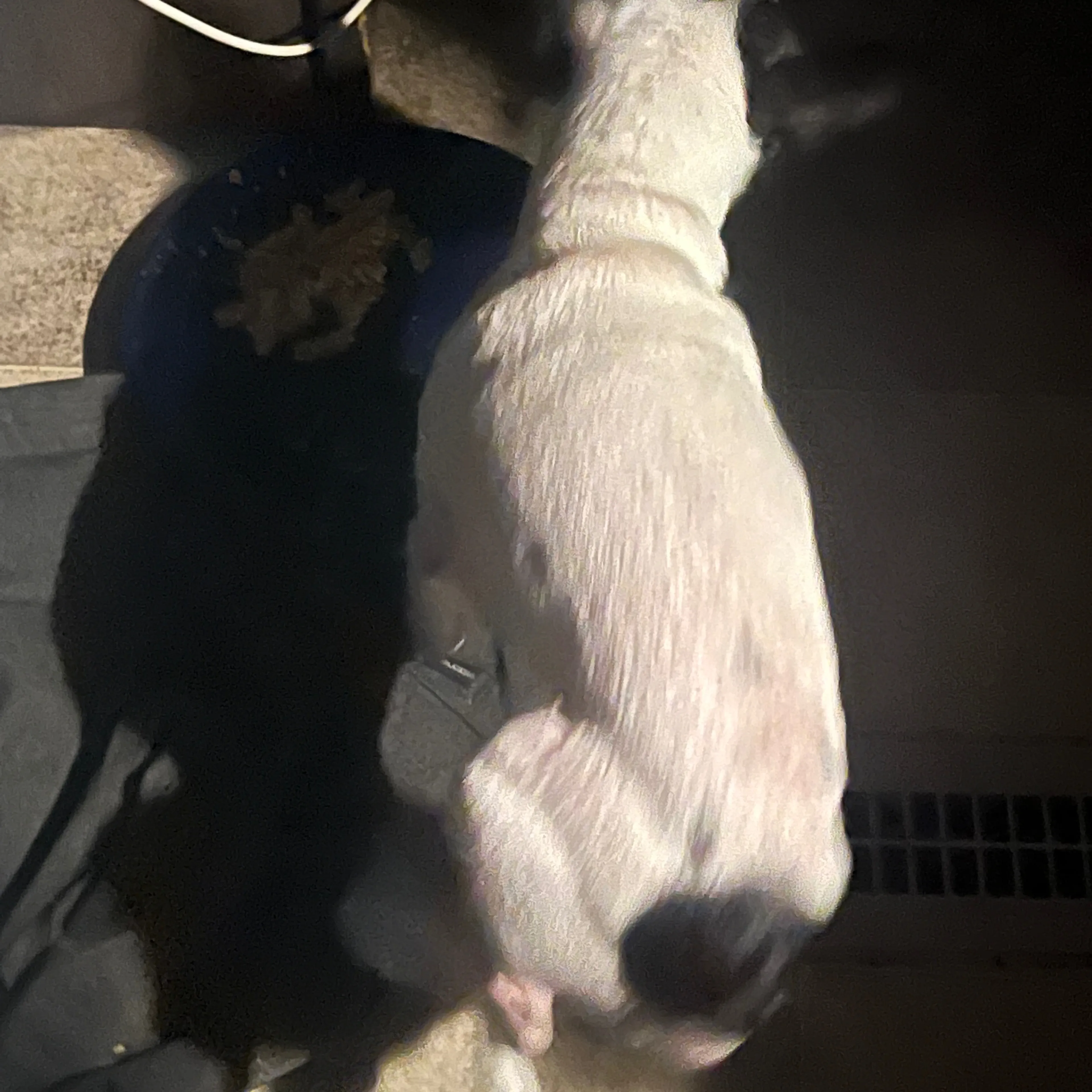 Lost pet-3