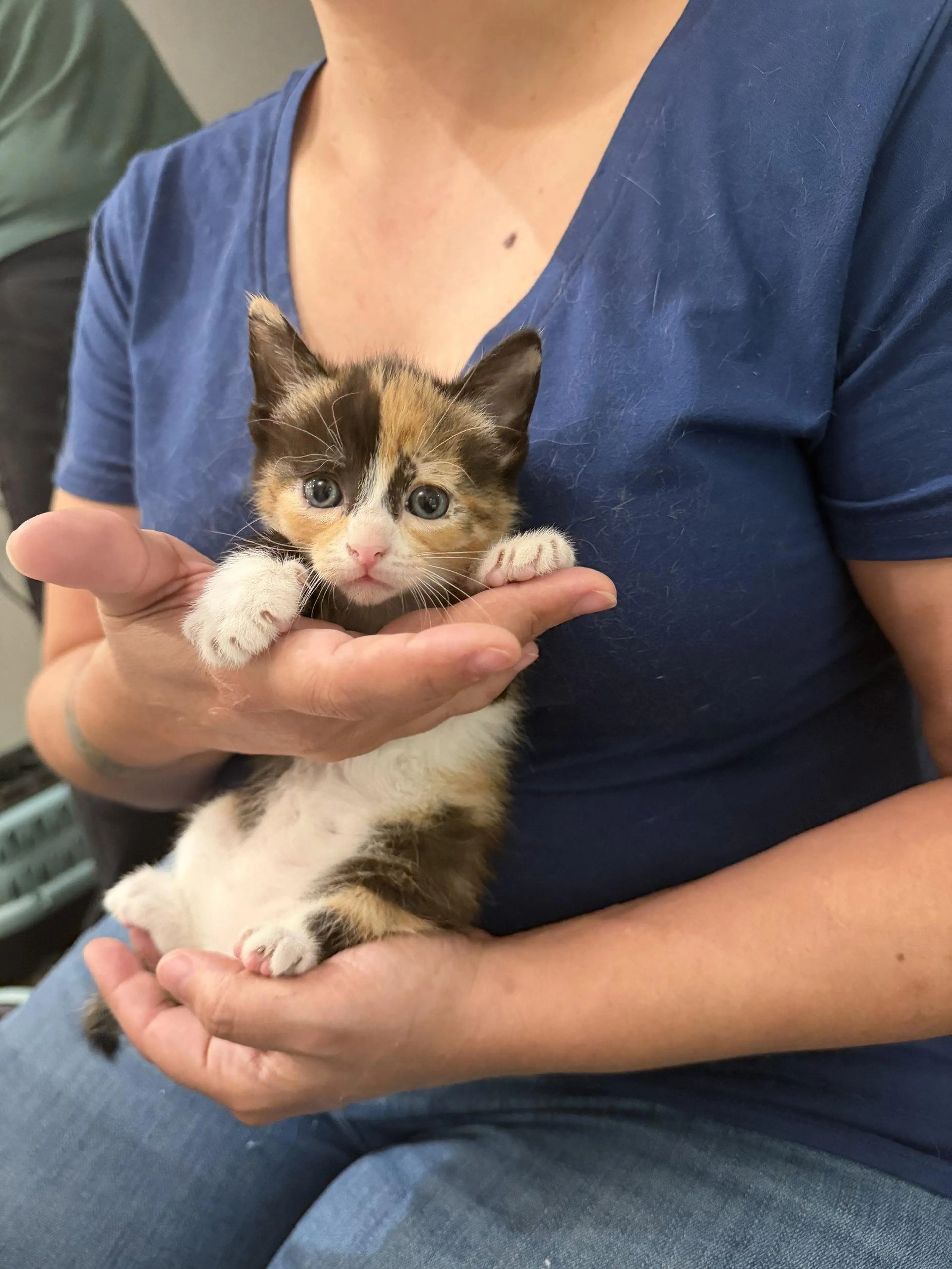 Found pet