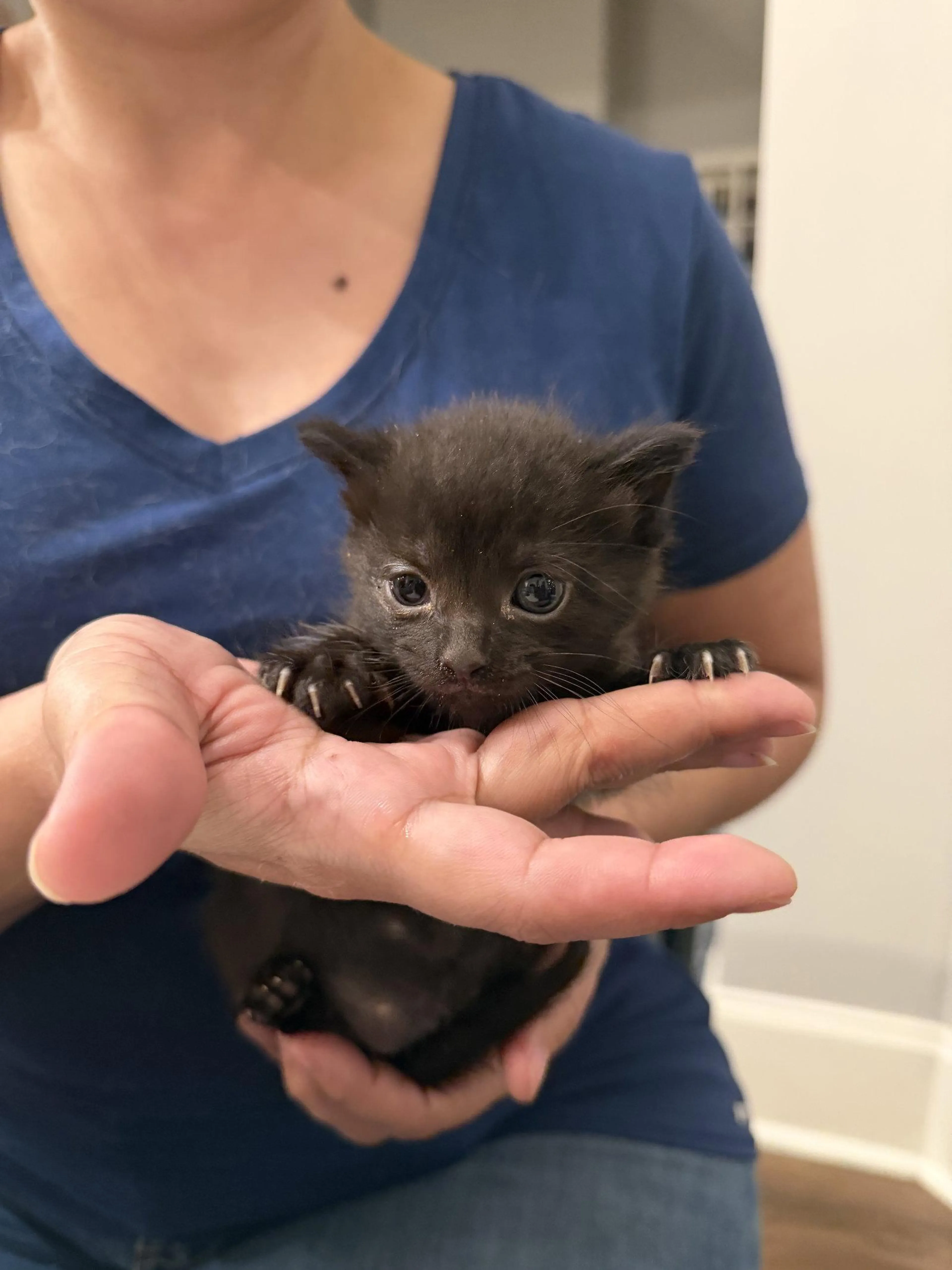 Found pet
