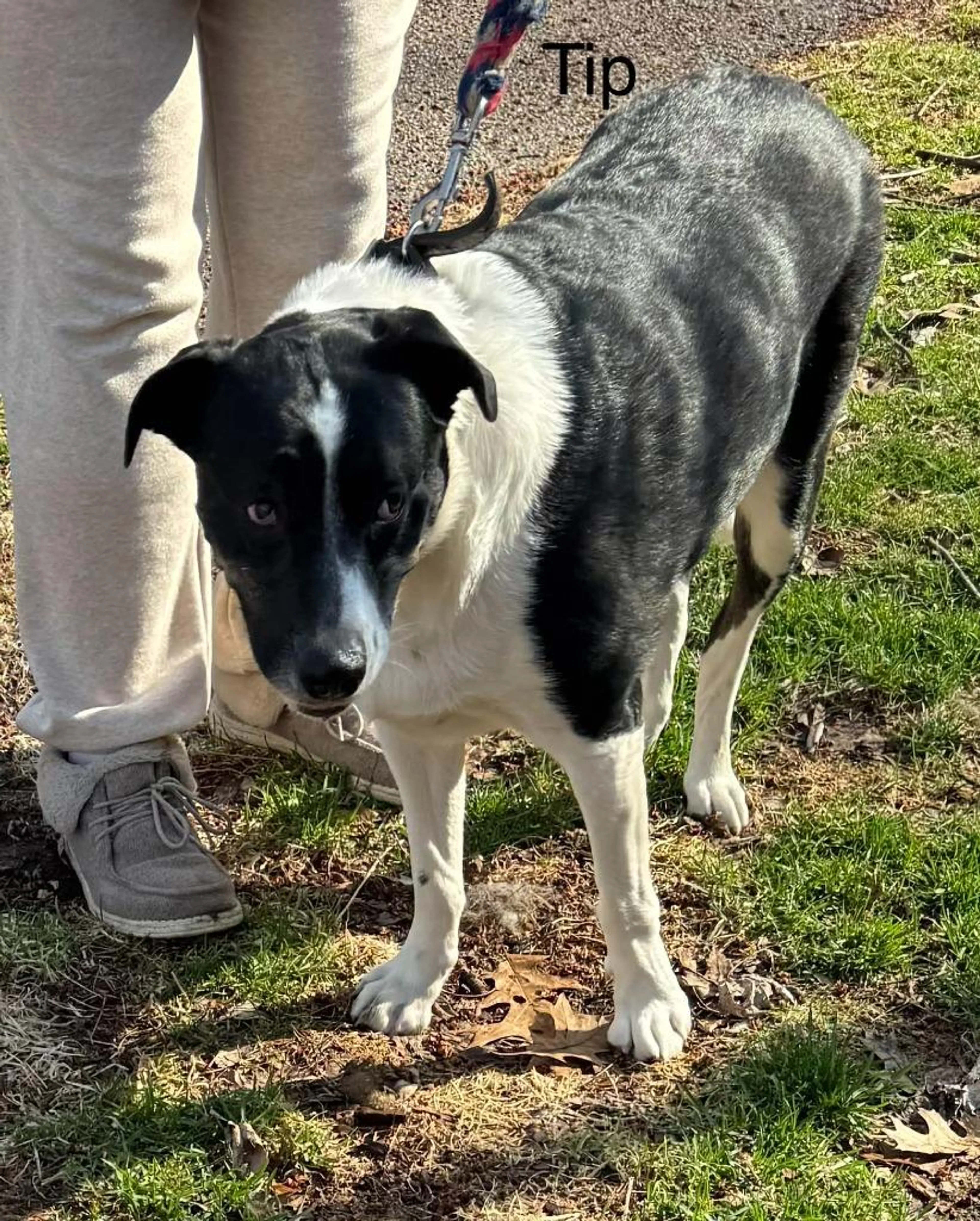 Found pet-2