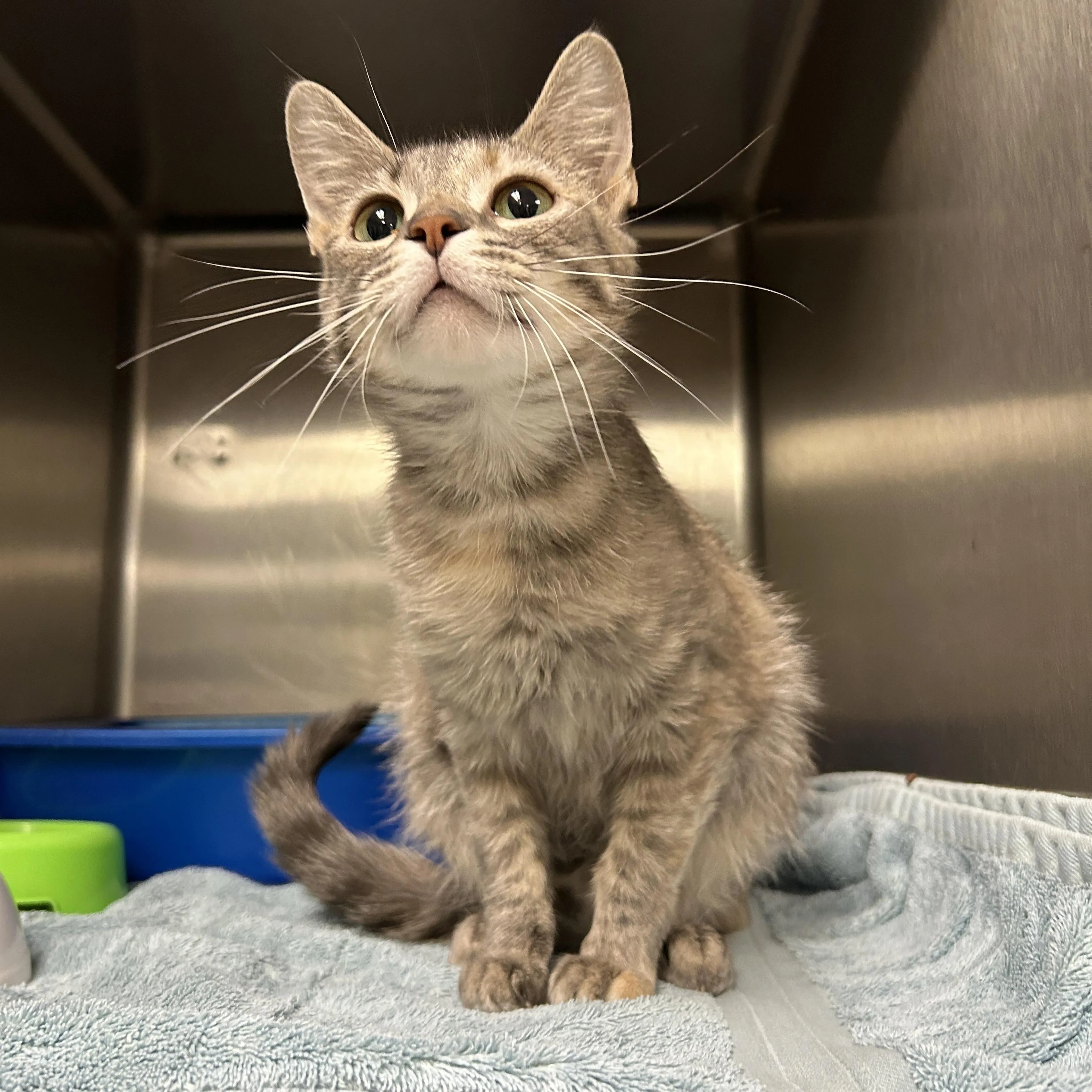 Found pet-3