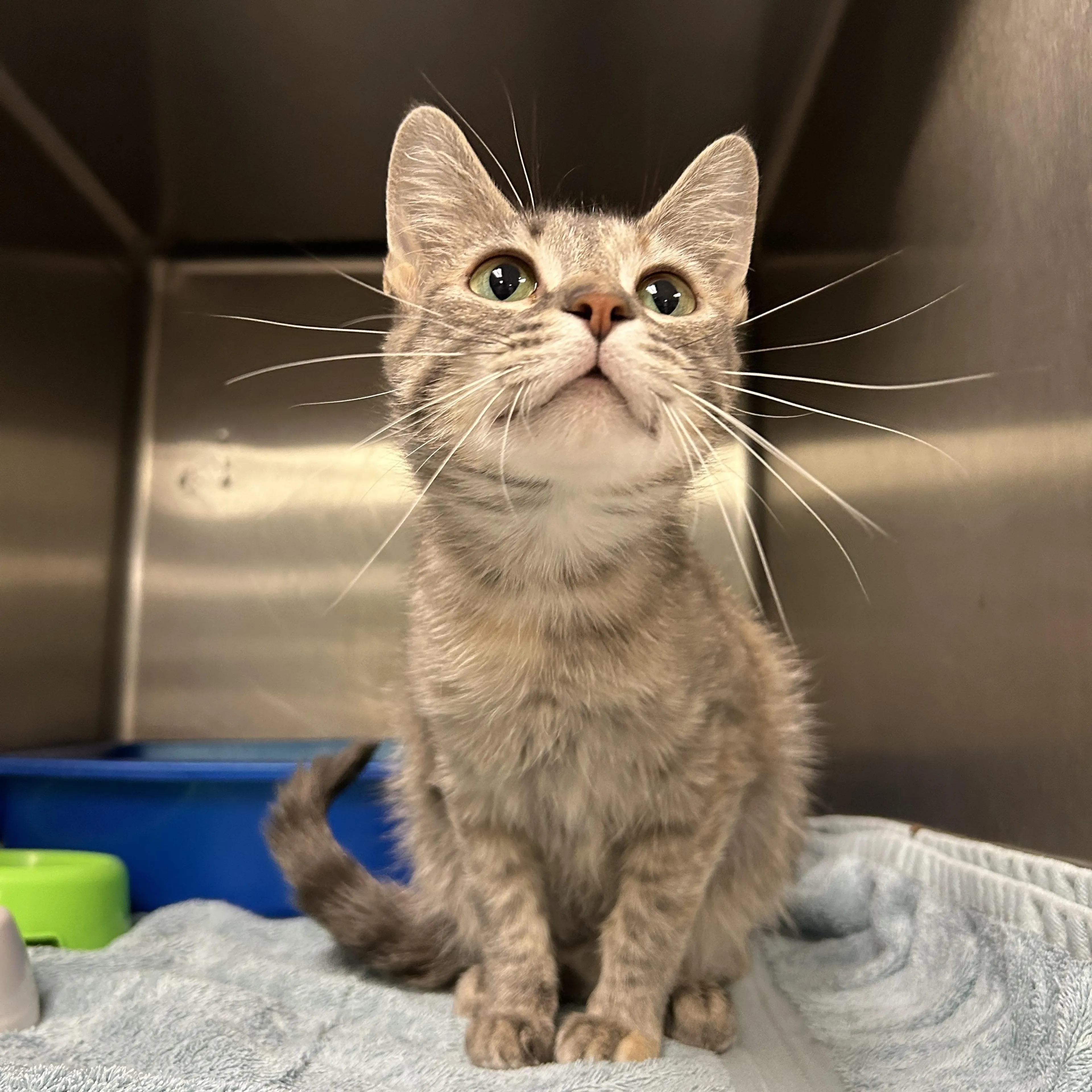 Found pet-2