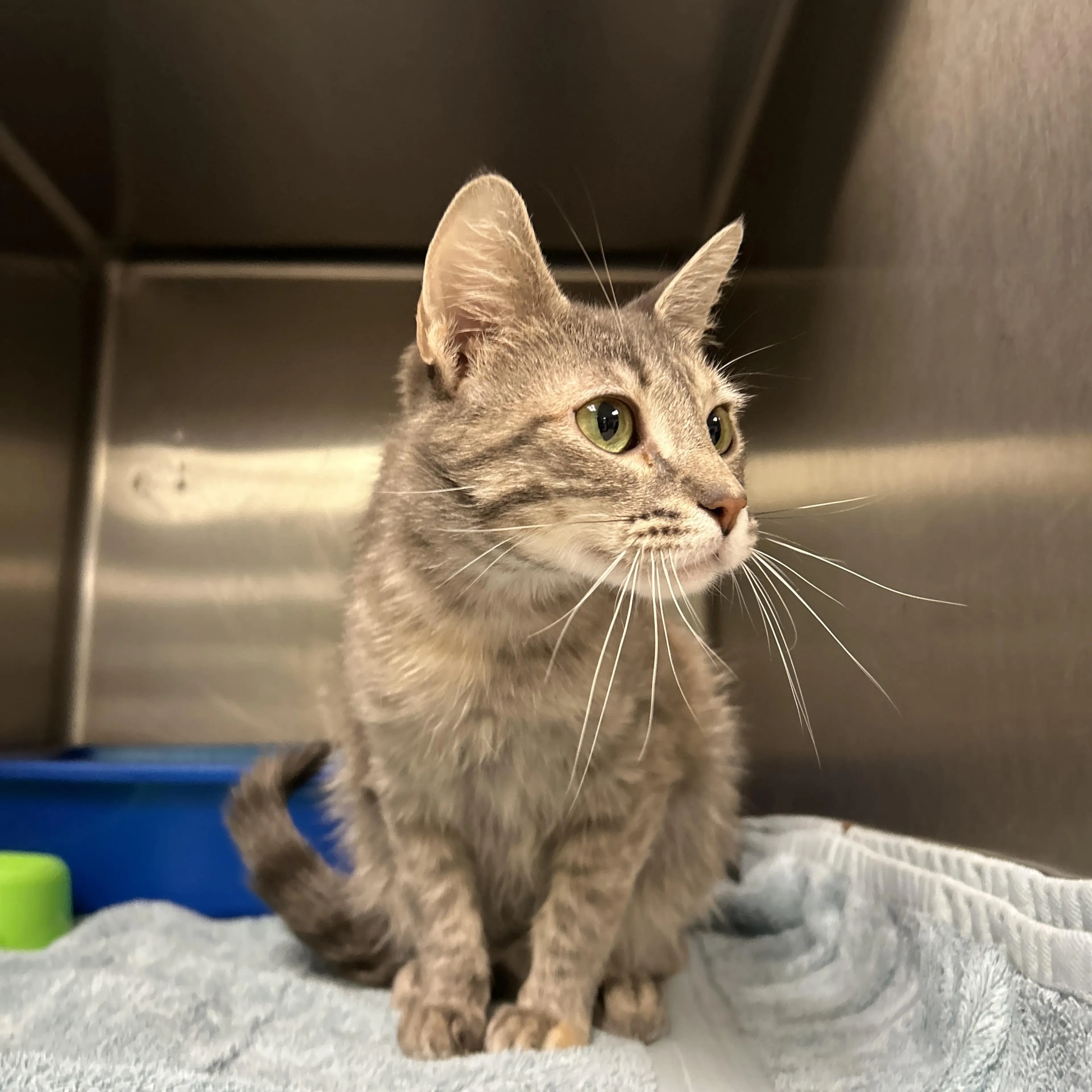 Found pet-1