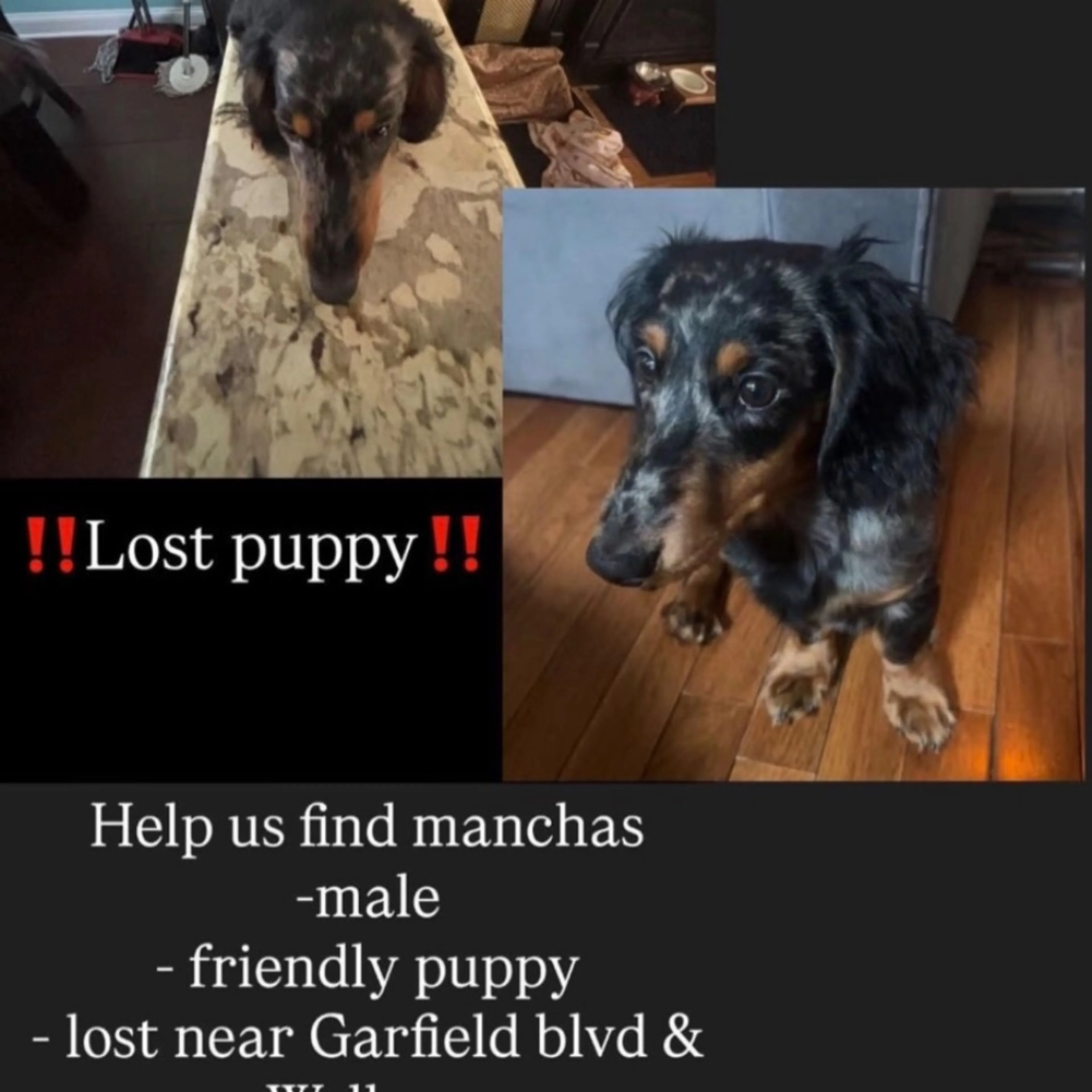Lost pet