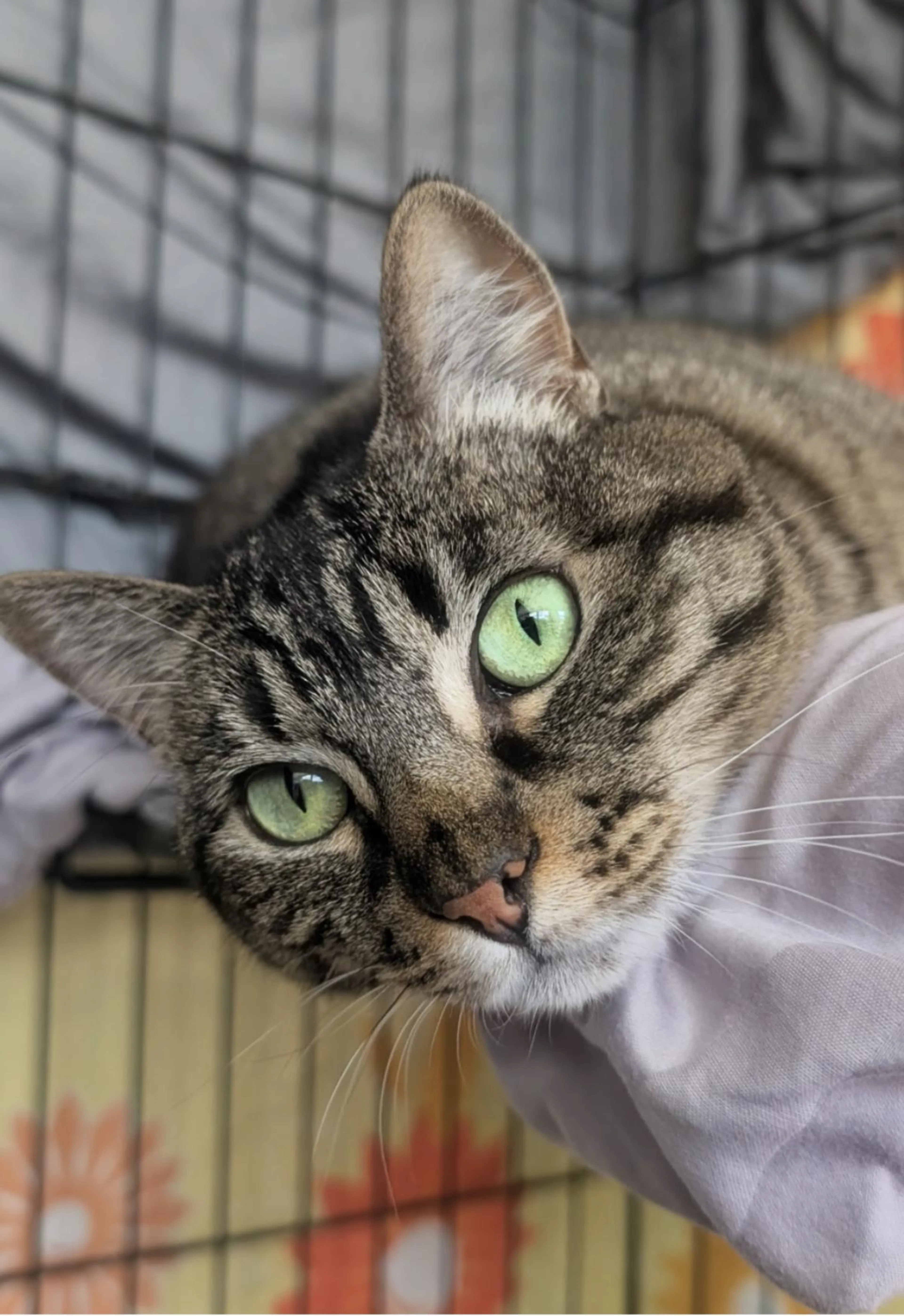 Found pet