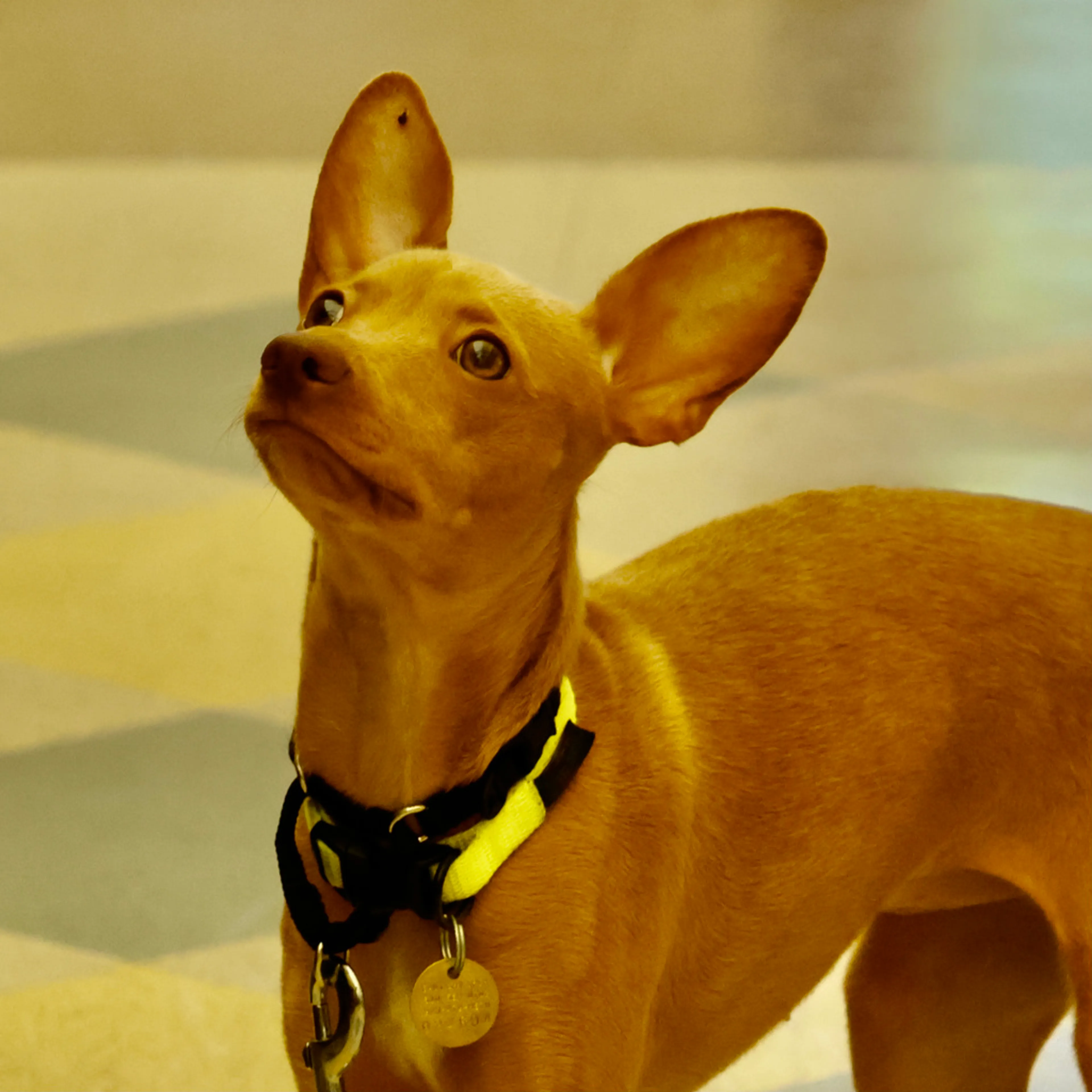 Found pet-6