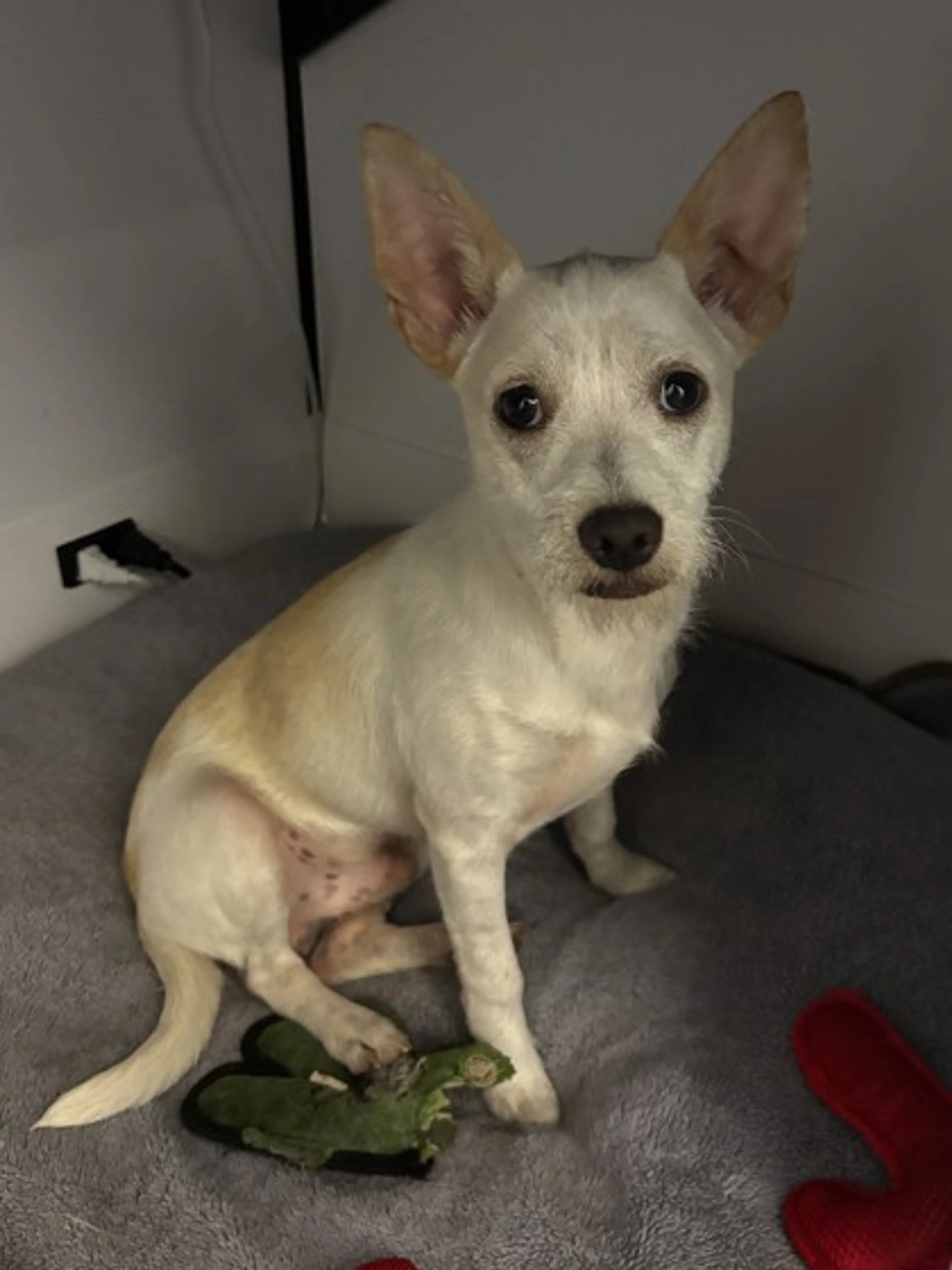 Found pet-2