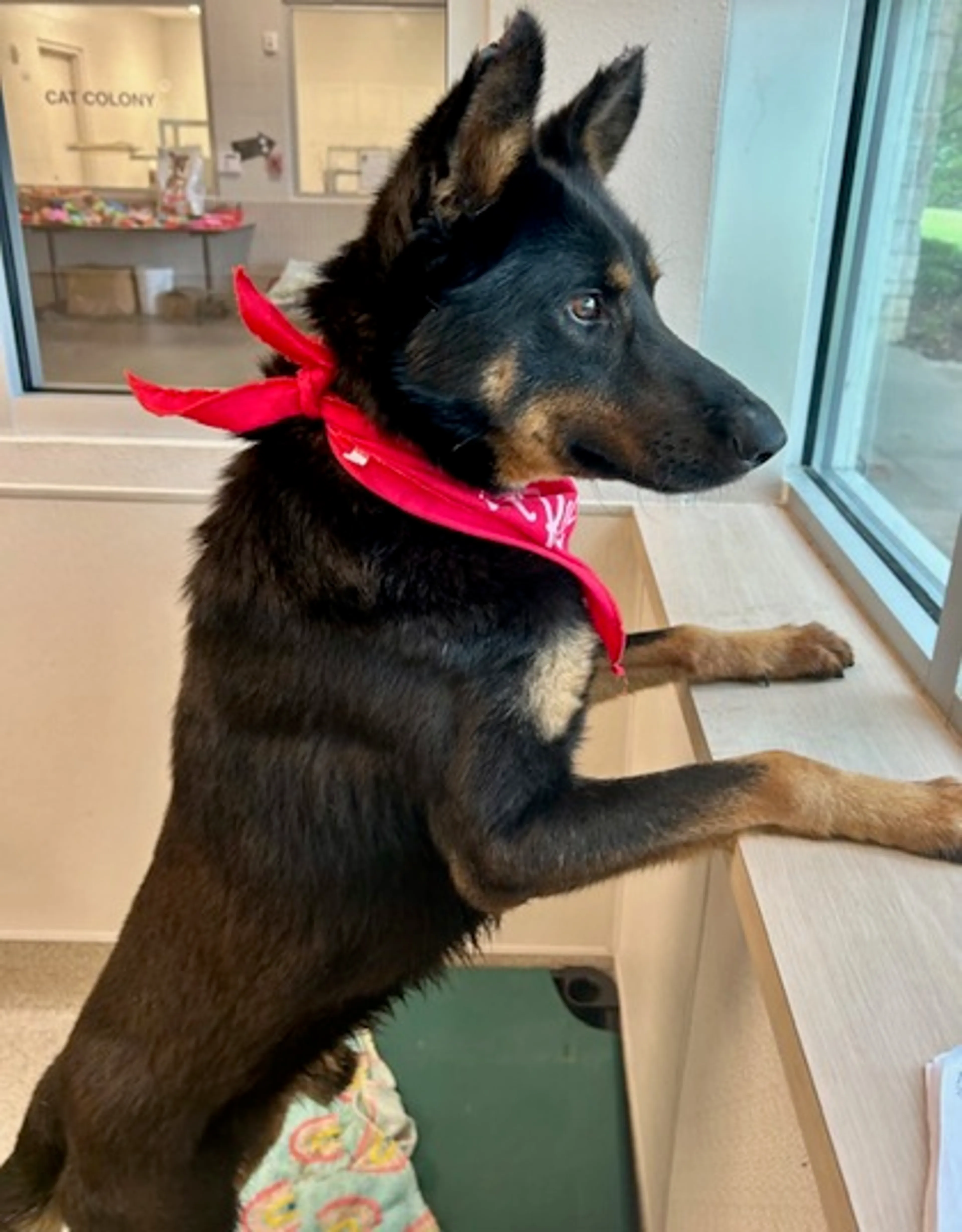 Found pet-2