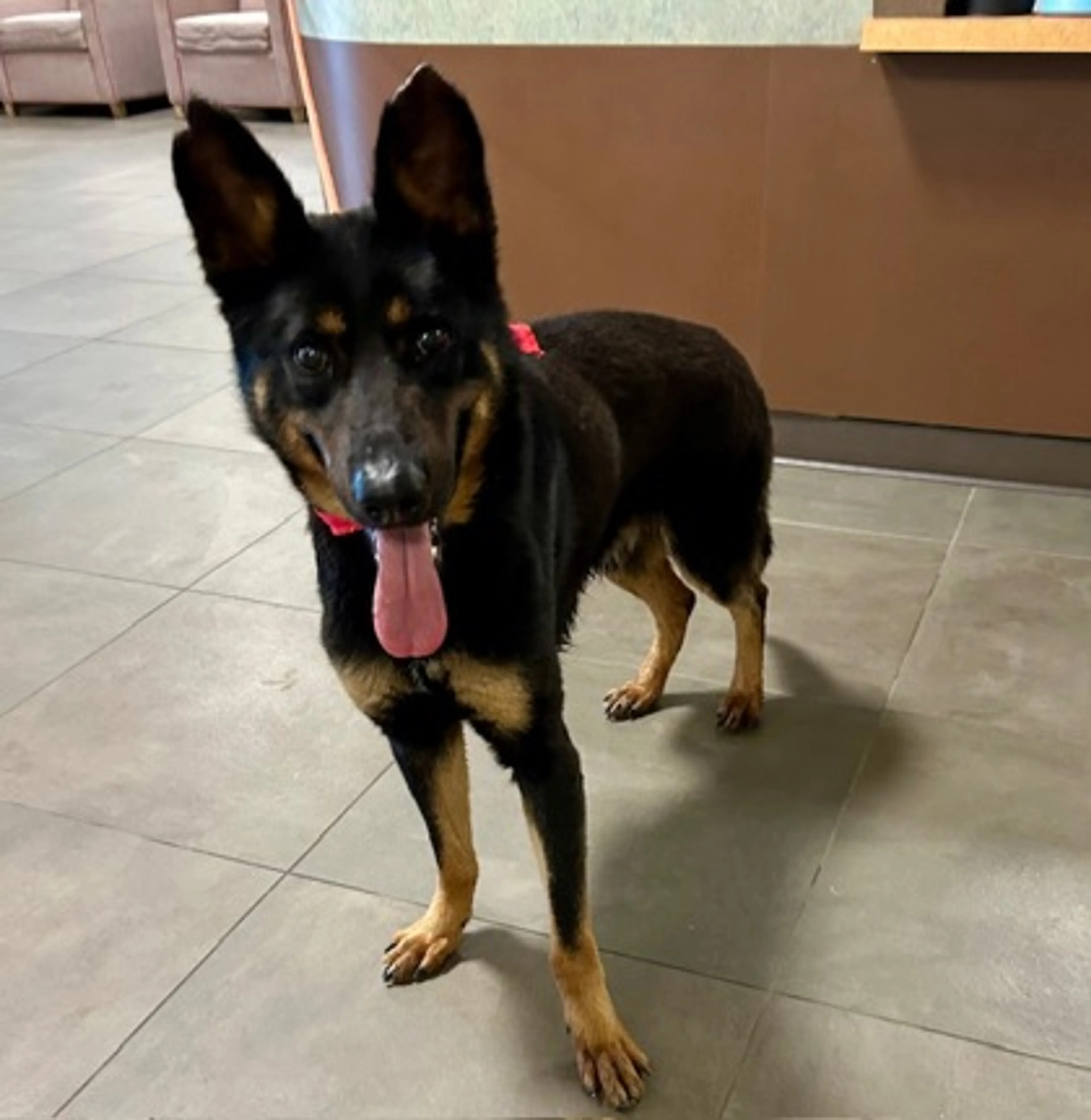 Found pet-1