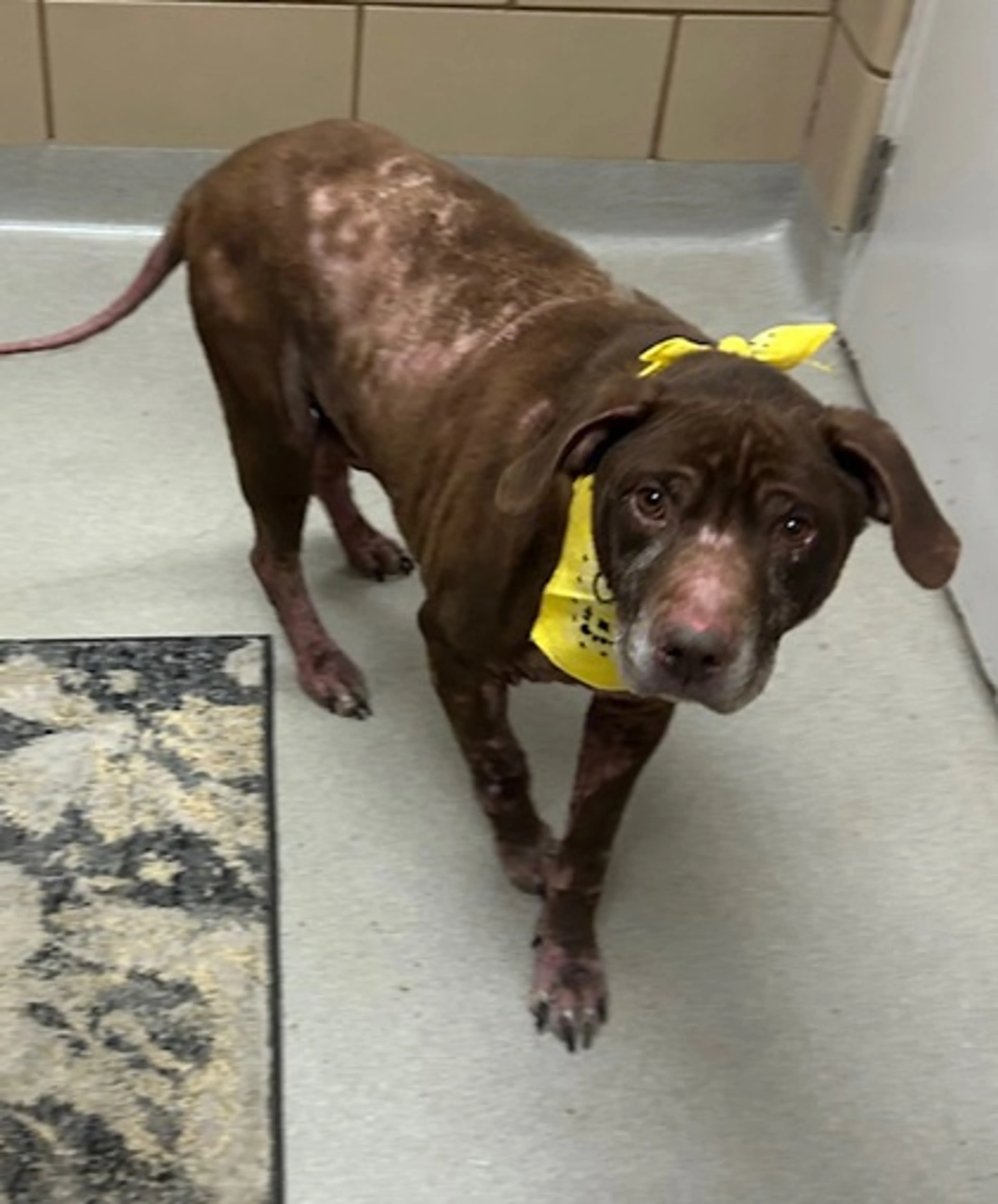 Found pet-2