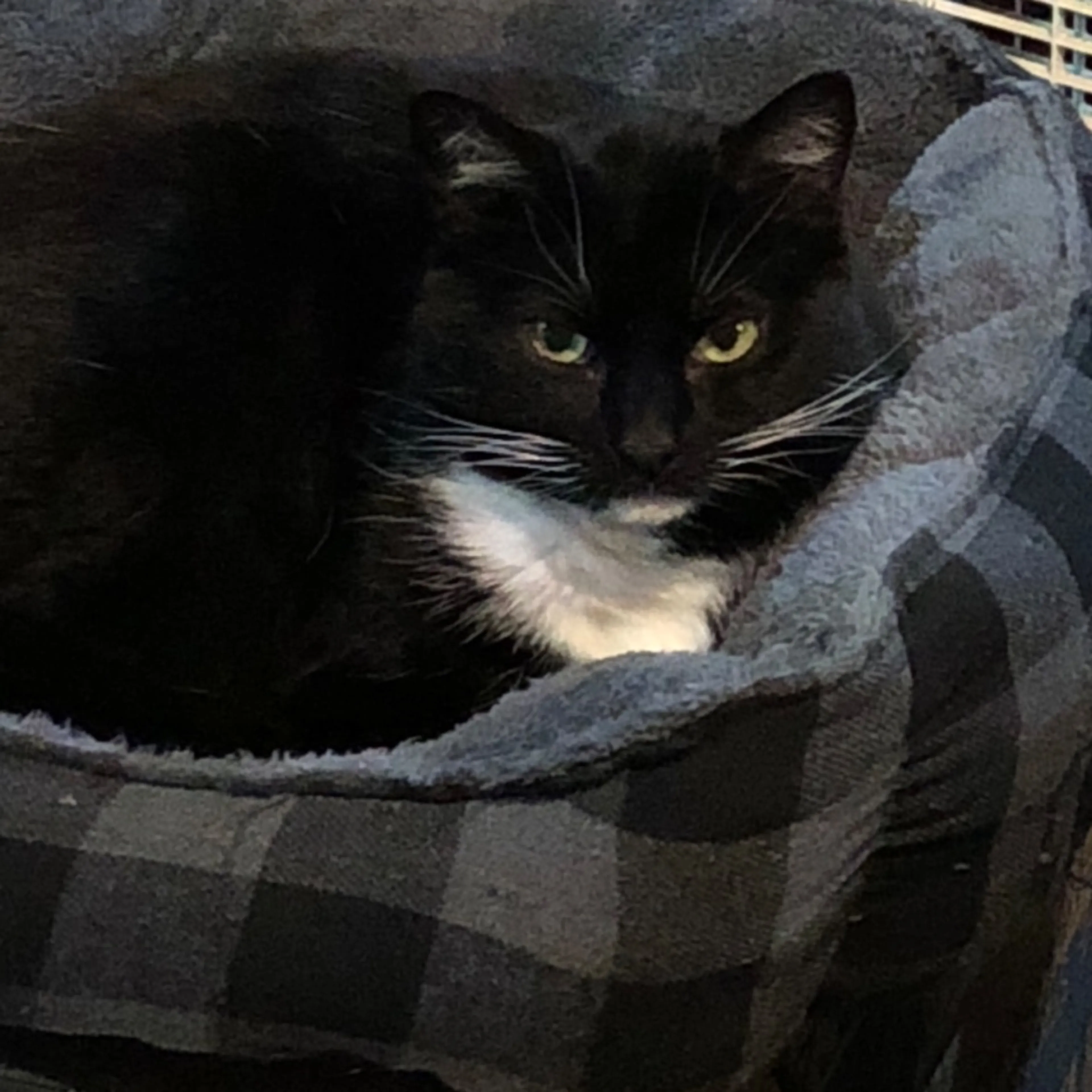 Lost pet