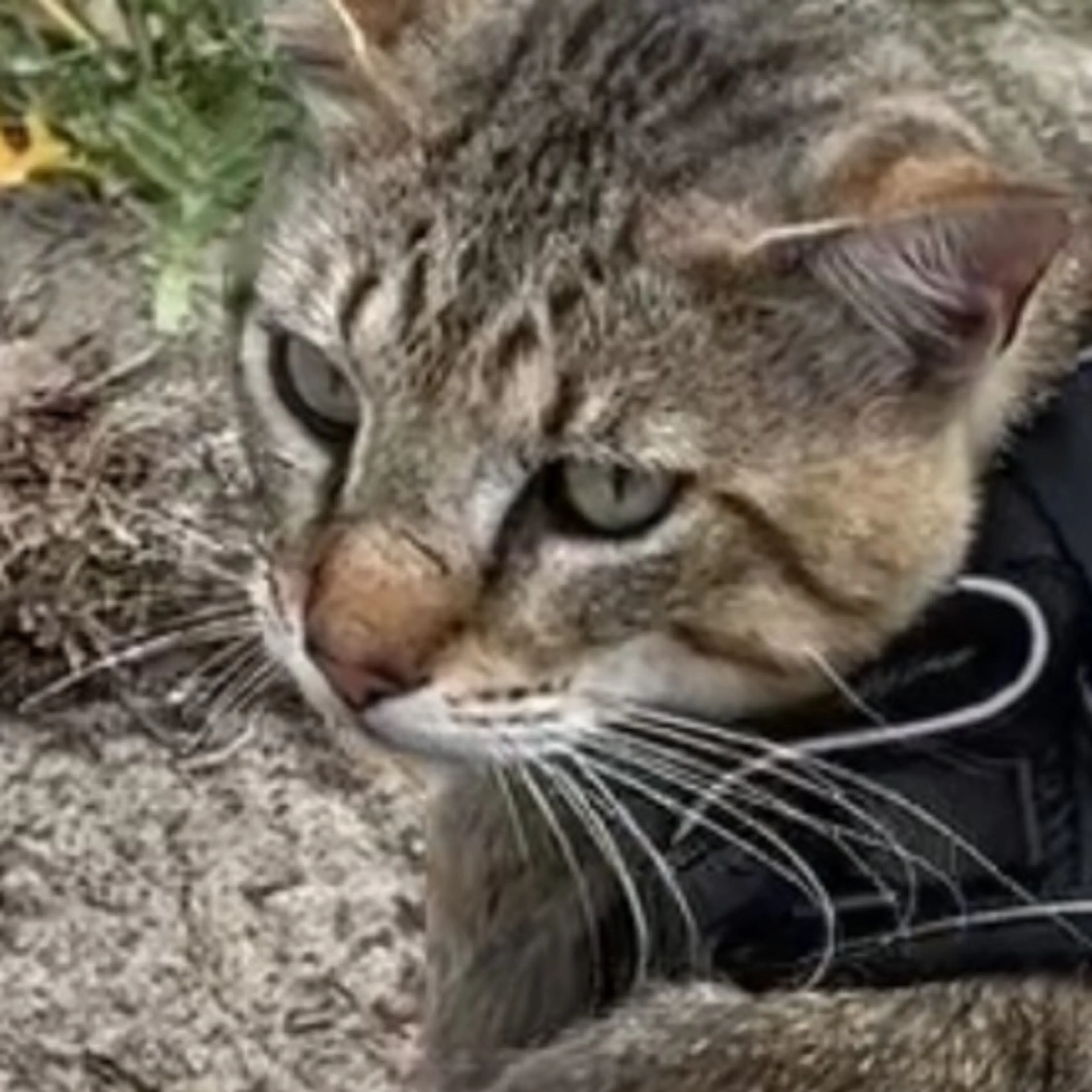 Lost pet