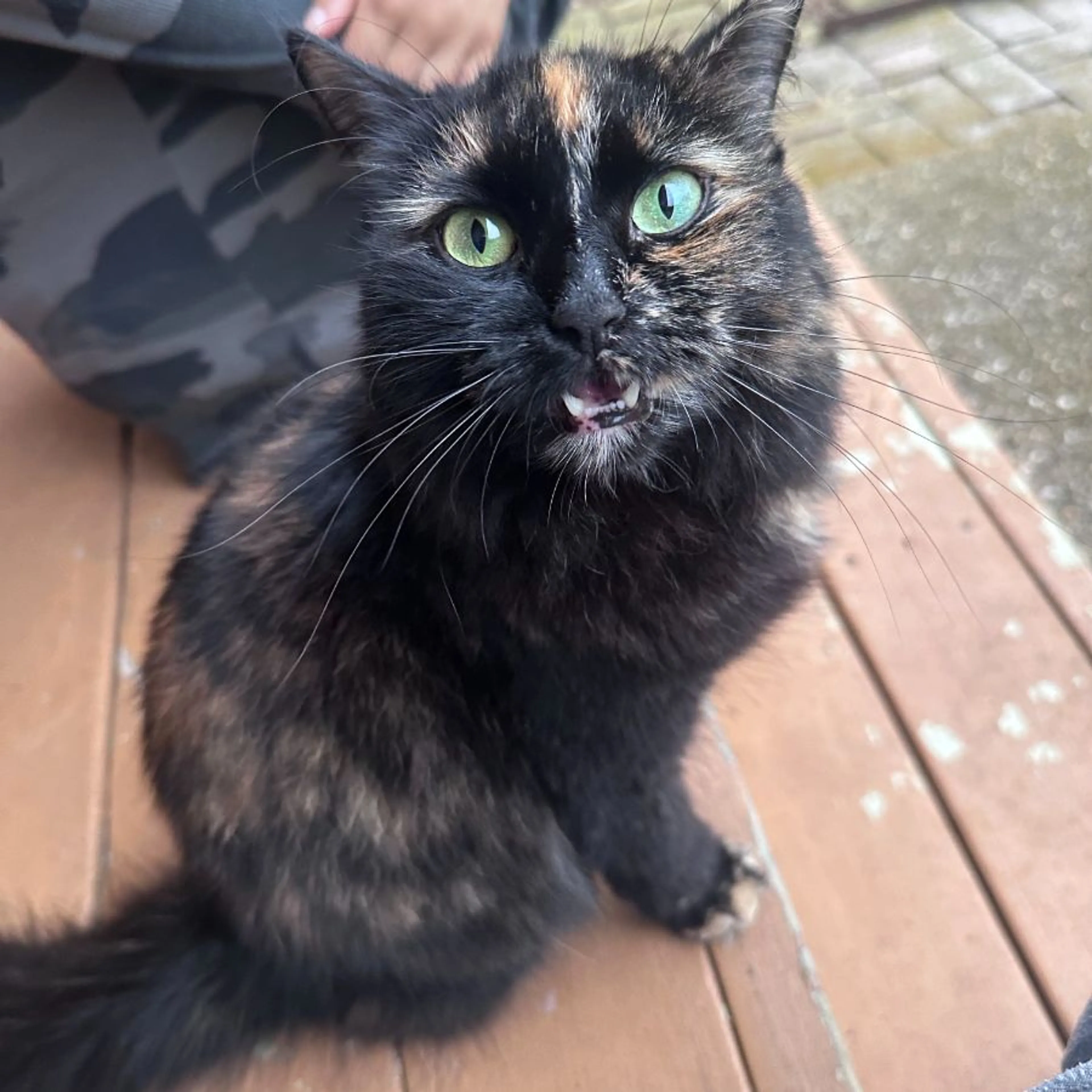 Found pet